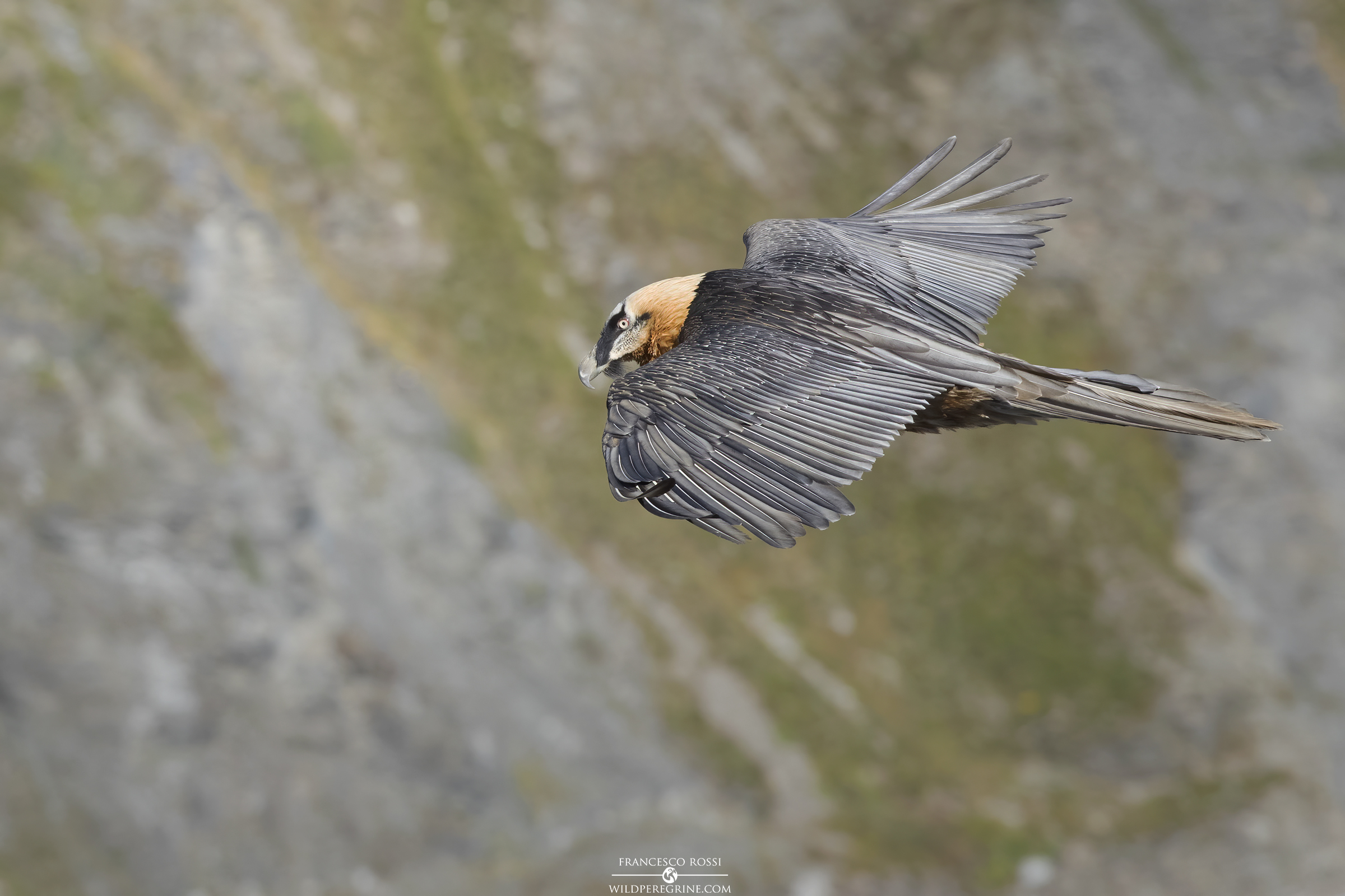 Gipeto (Gypaetus barbatus)