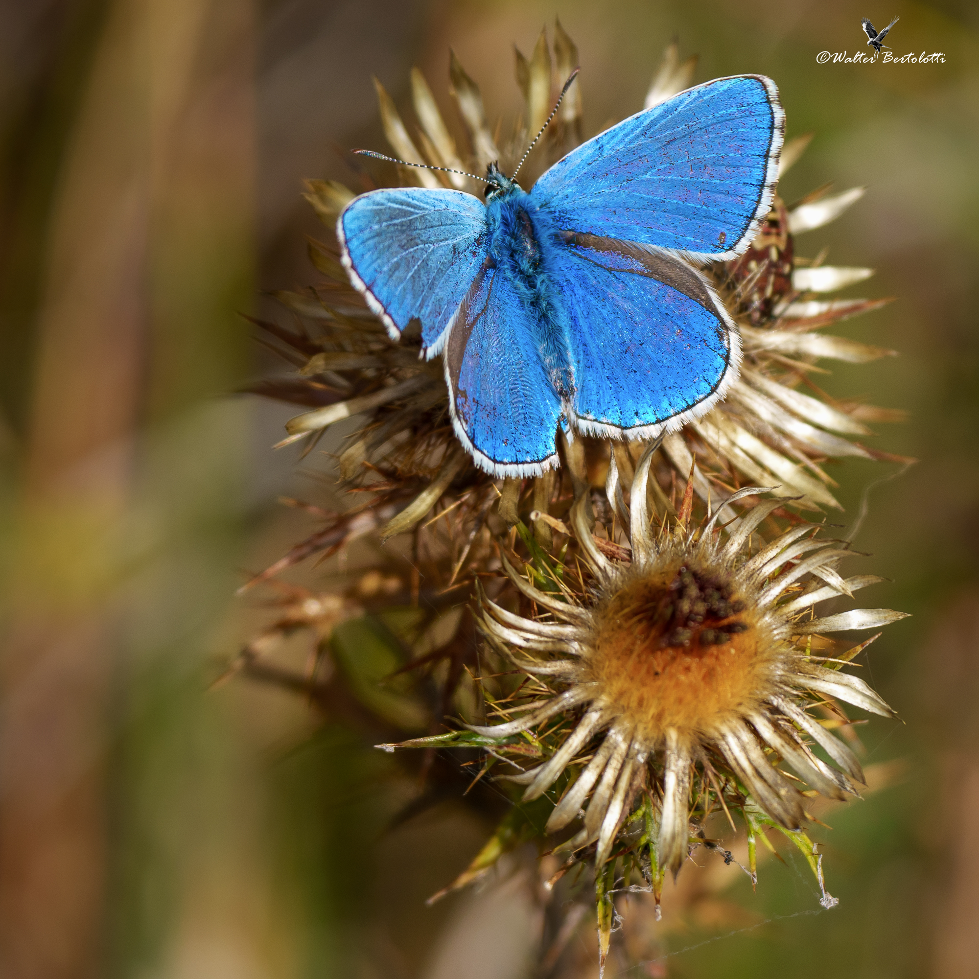 Polyommatus bellargus