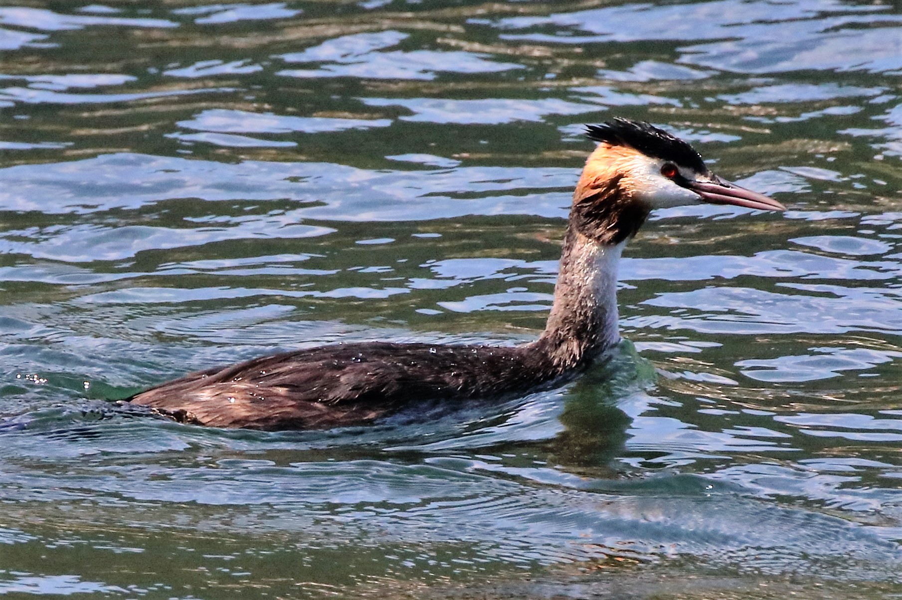 Grebe