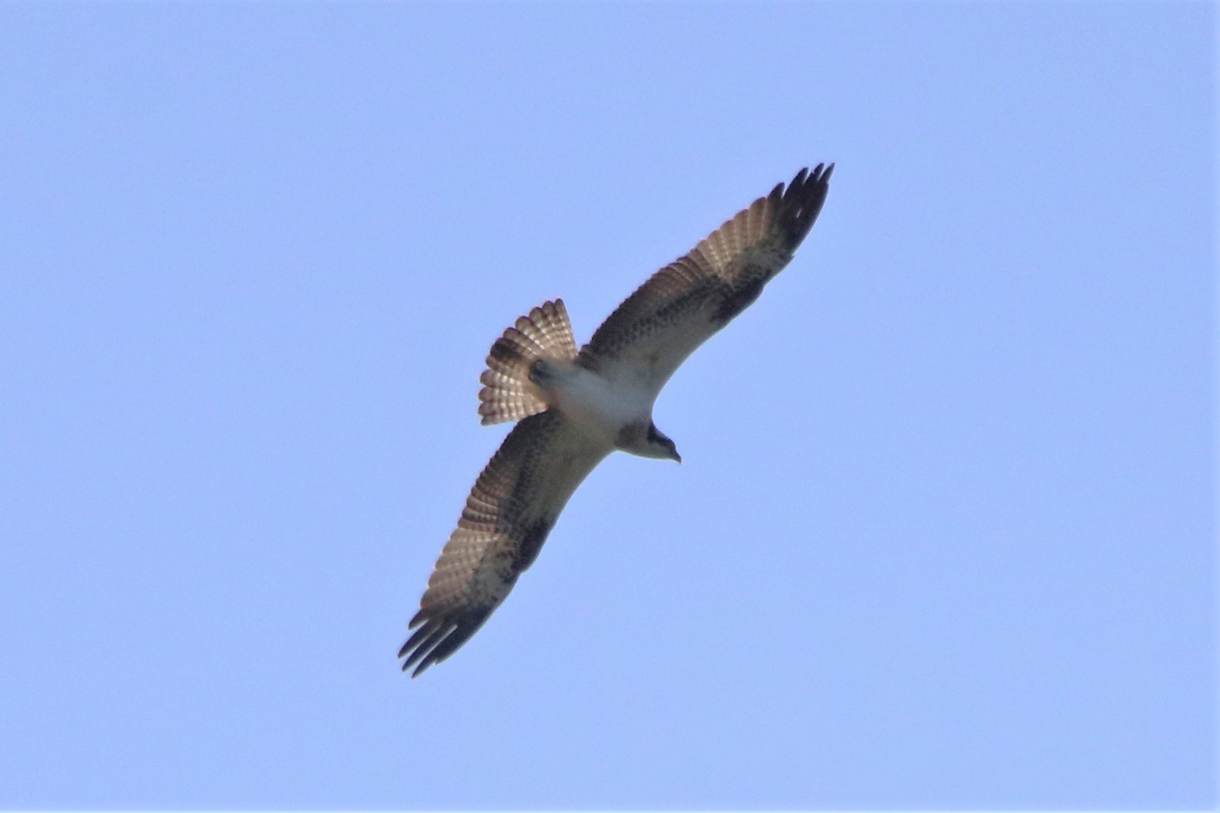 Osprey