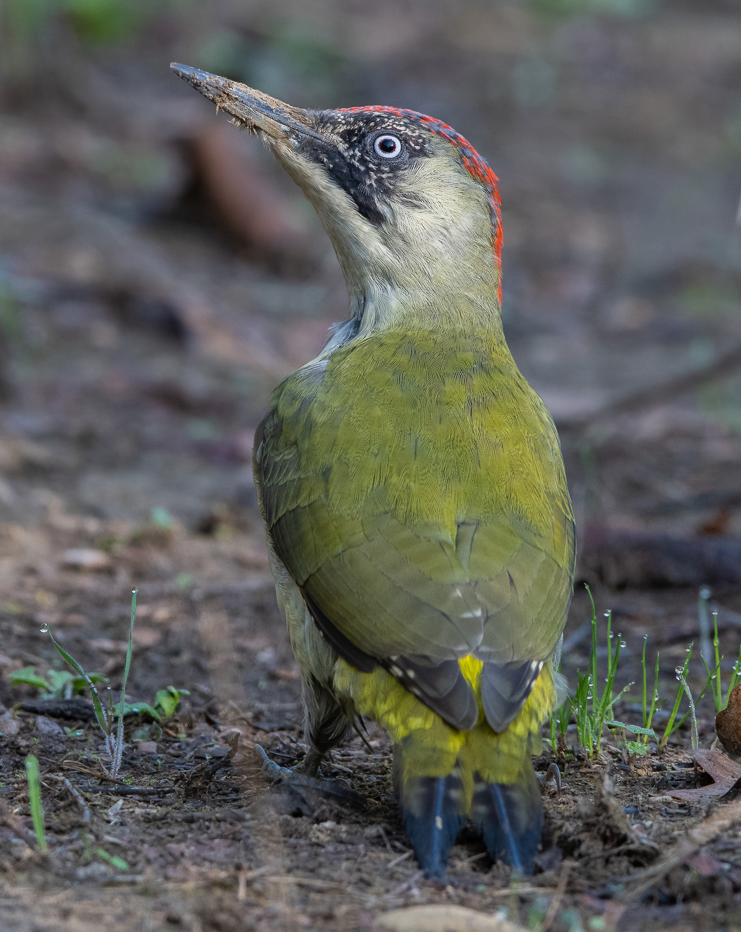 Ti aspettavo sul posatoio non per terra :-)