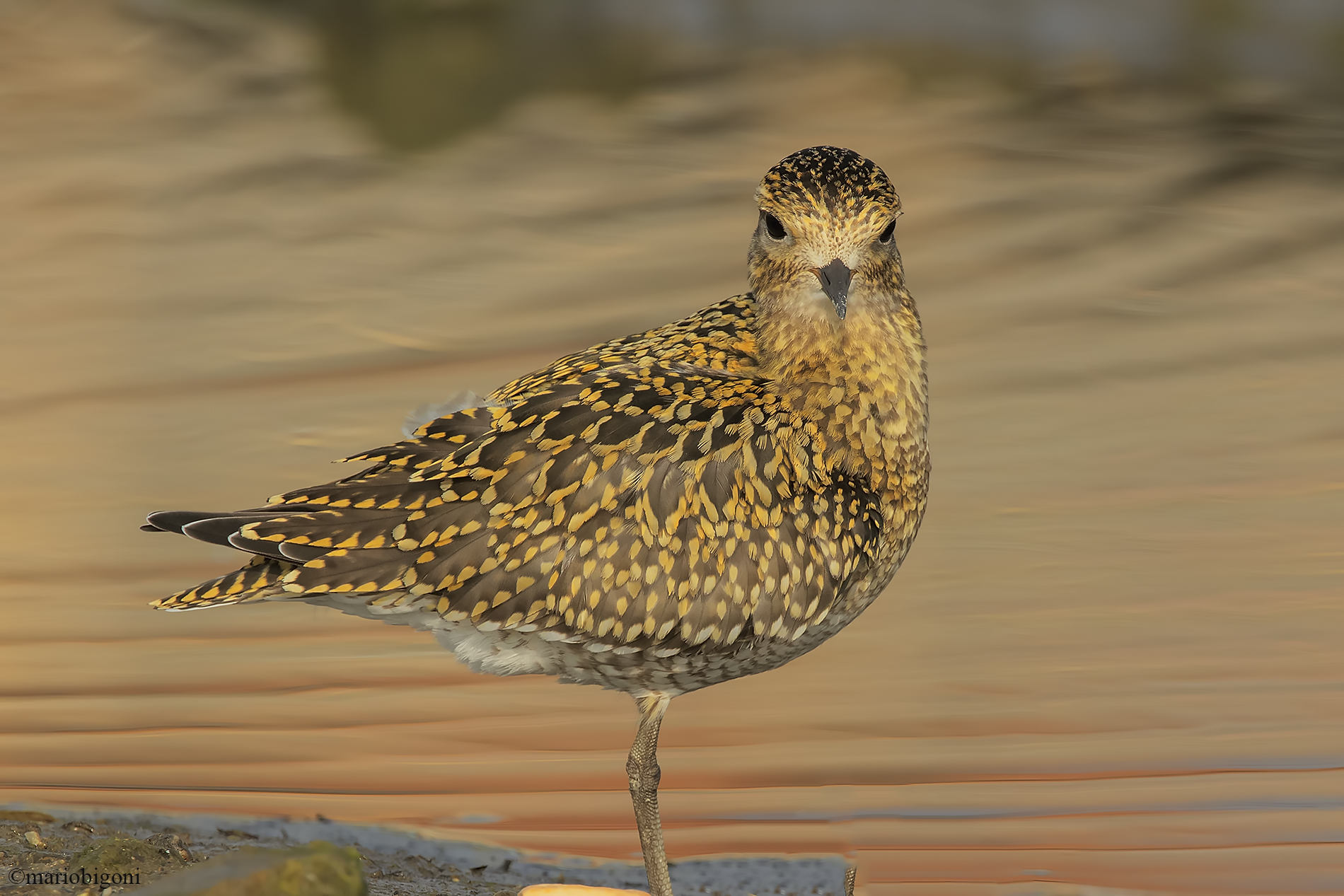 Golden Plover