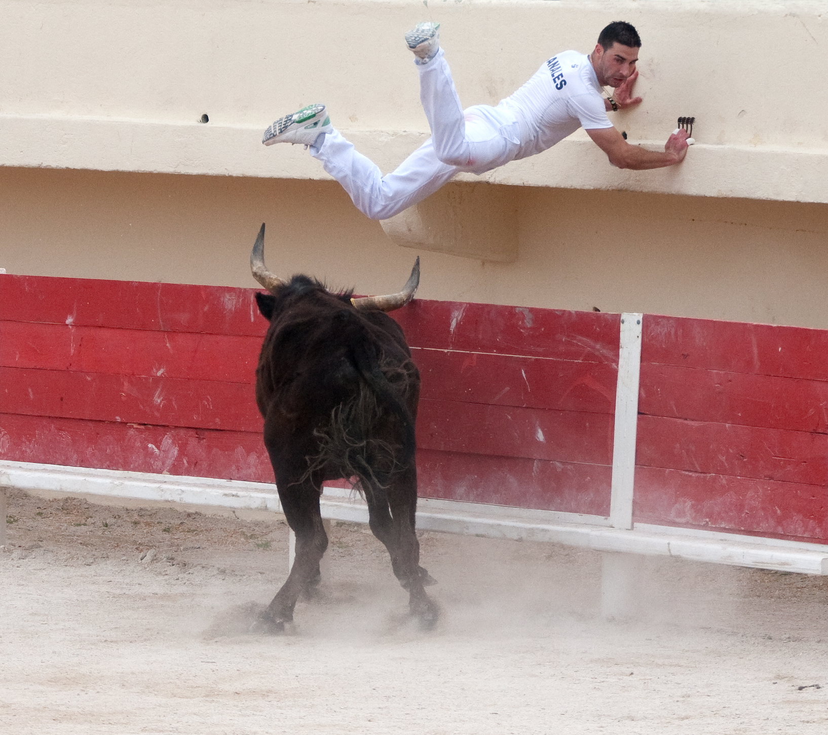 bloodless bullfighting