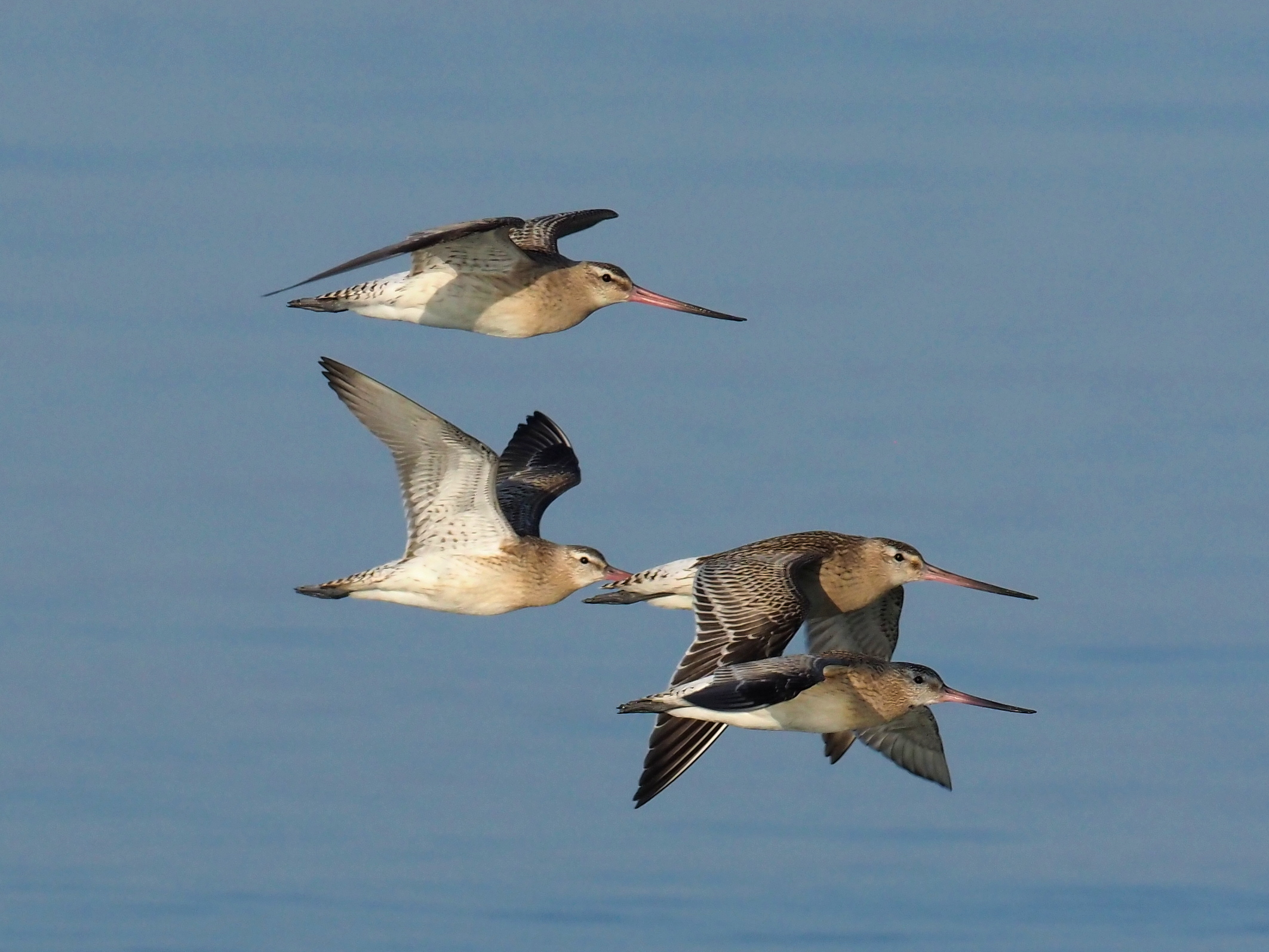 Bar-tailed godwit