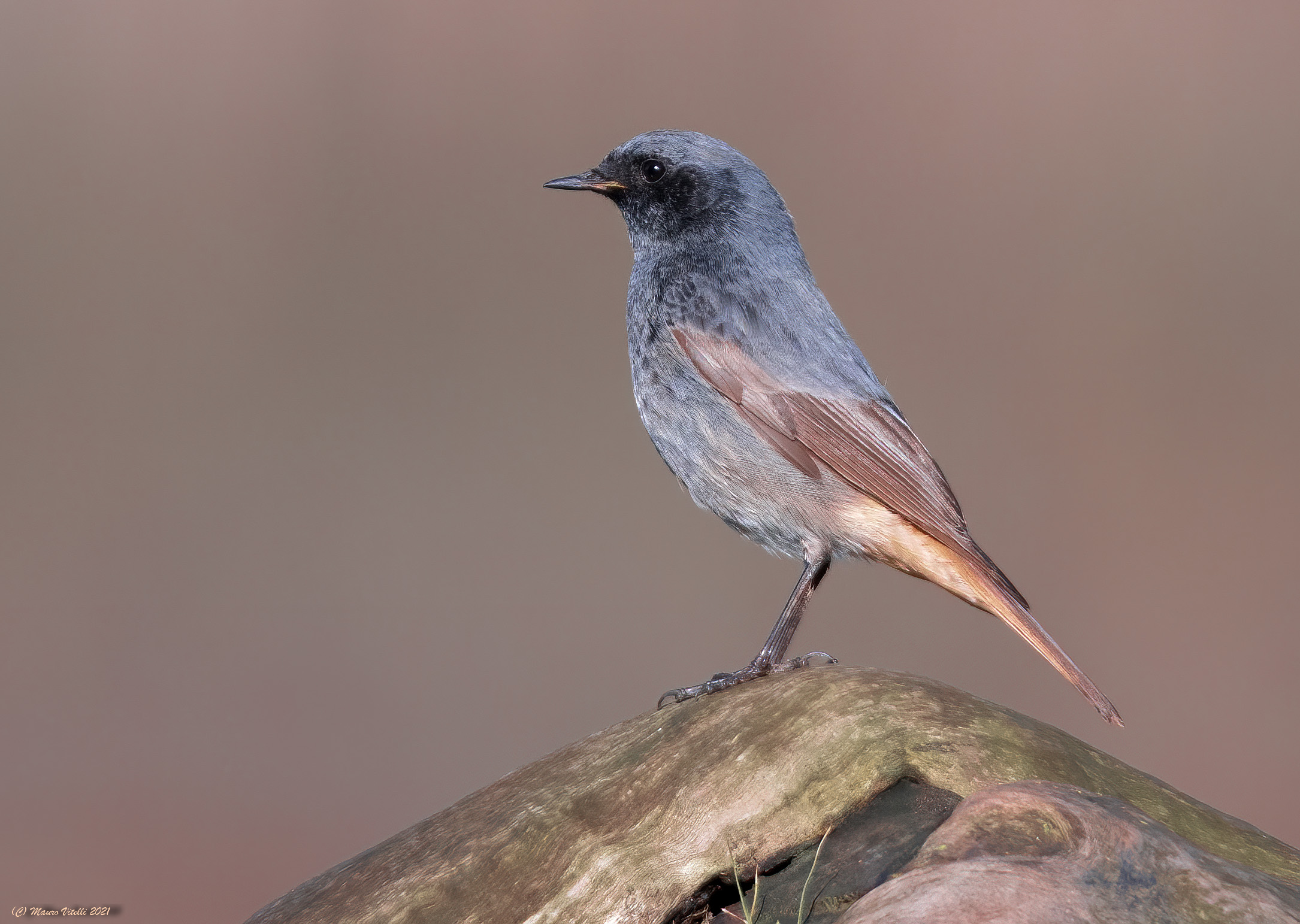 Chimney sweep redstart (Phoenicurus ochruros)