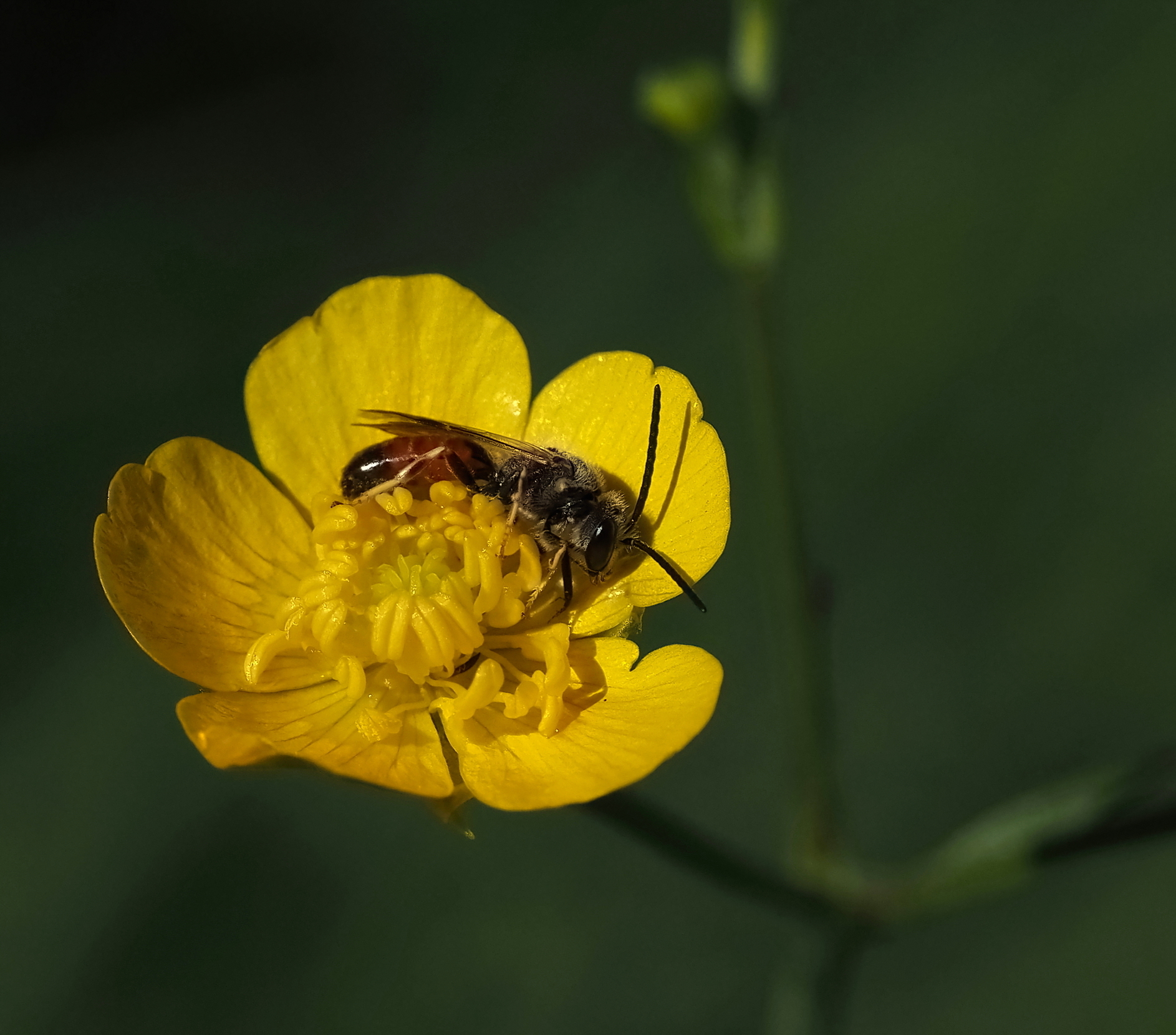Cradled by the small buttercup