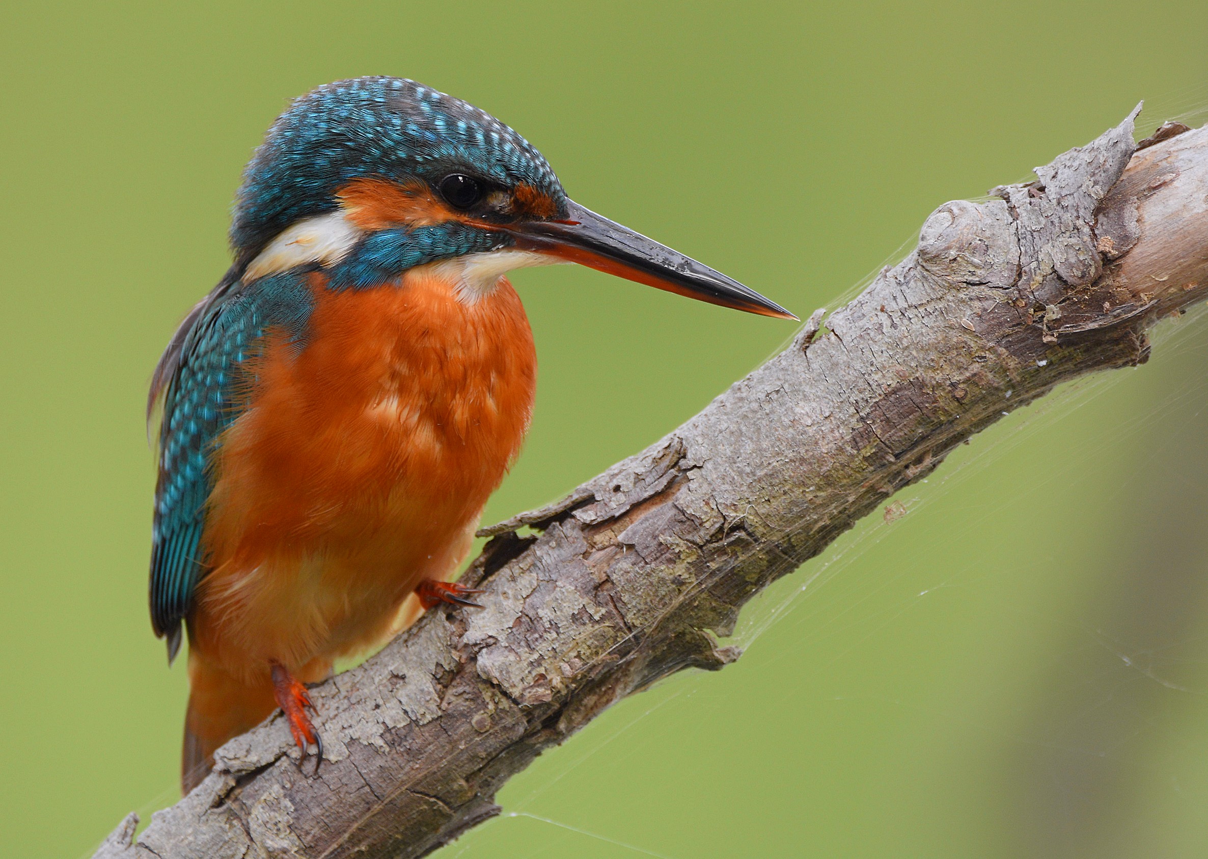 Il più bello del mondo