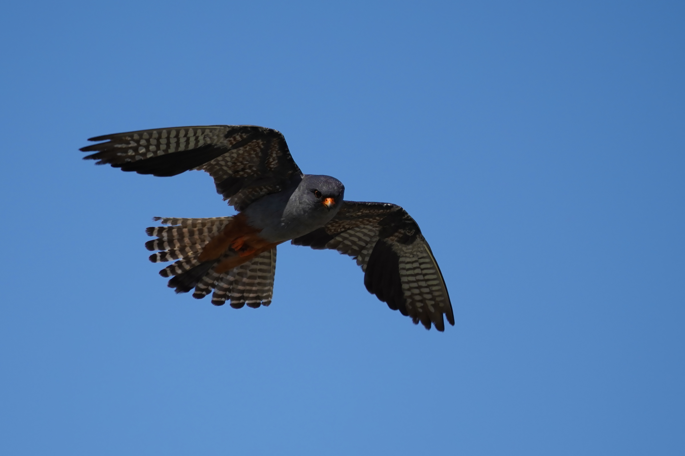 falco cucuclo maschio