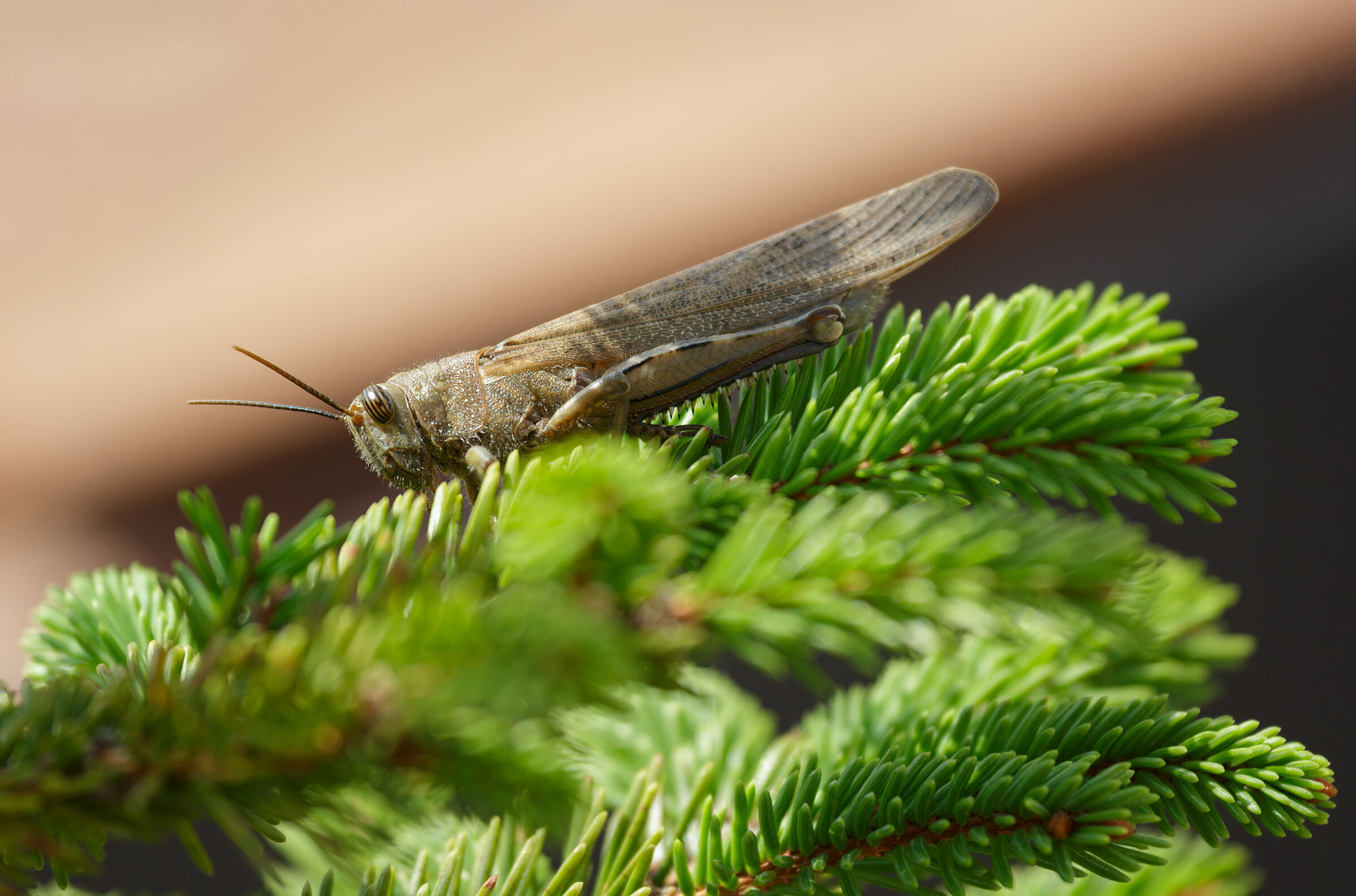 Locusta egiziana