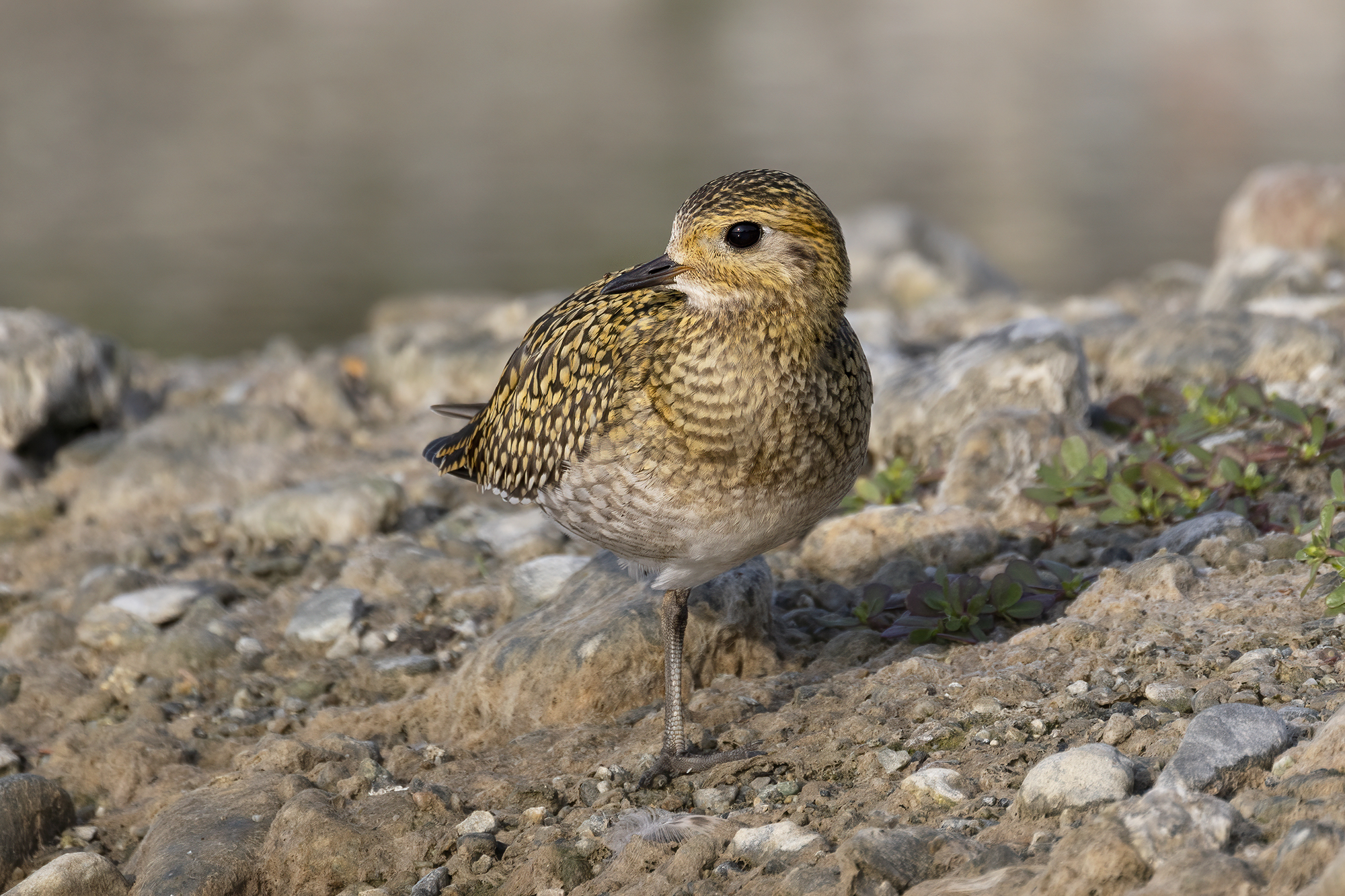 piume dorate, piviere dorato