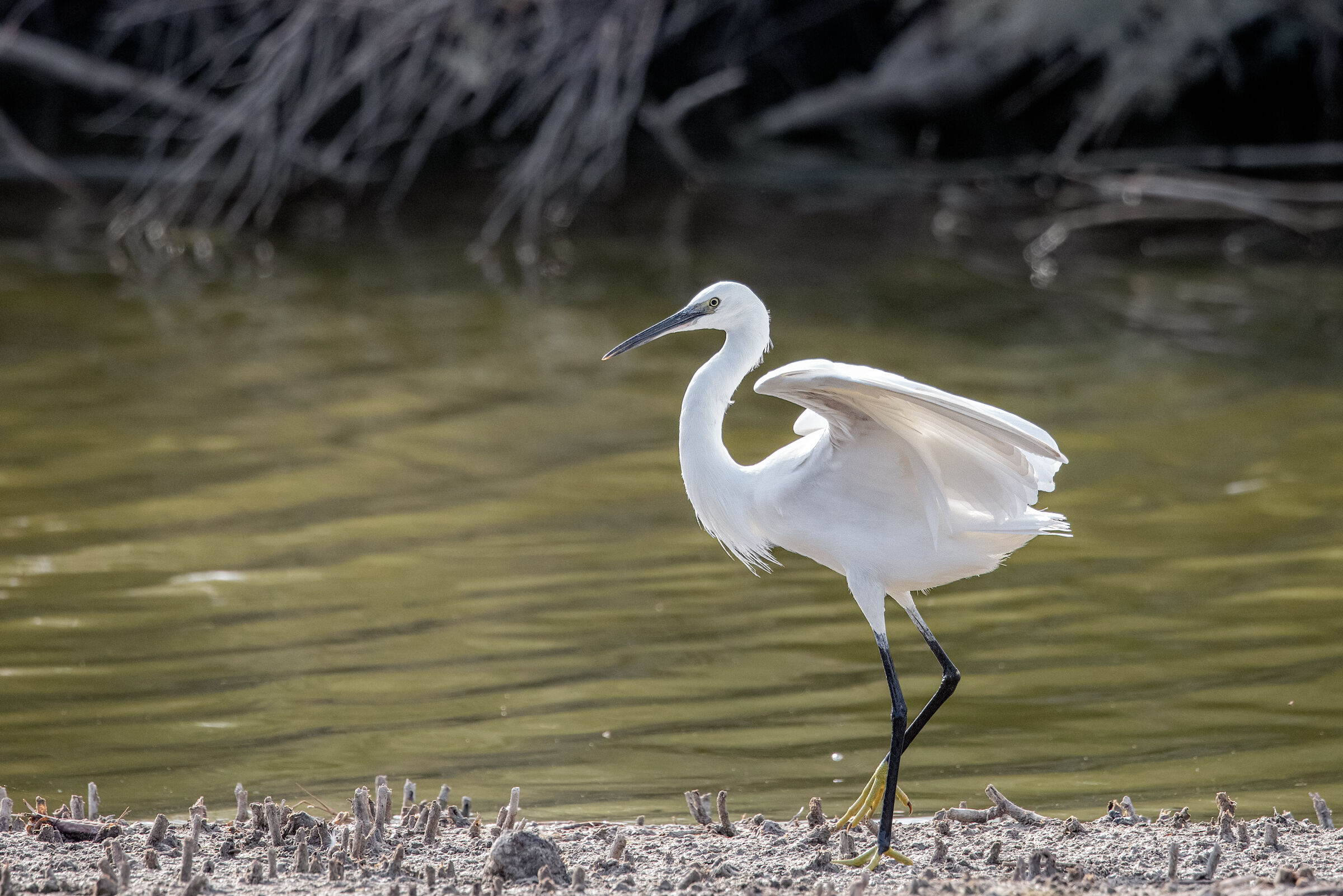 the dance of the egret