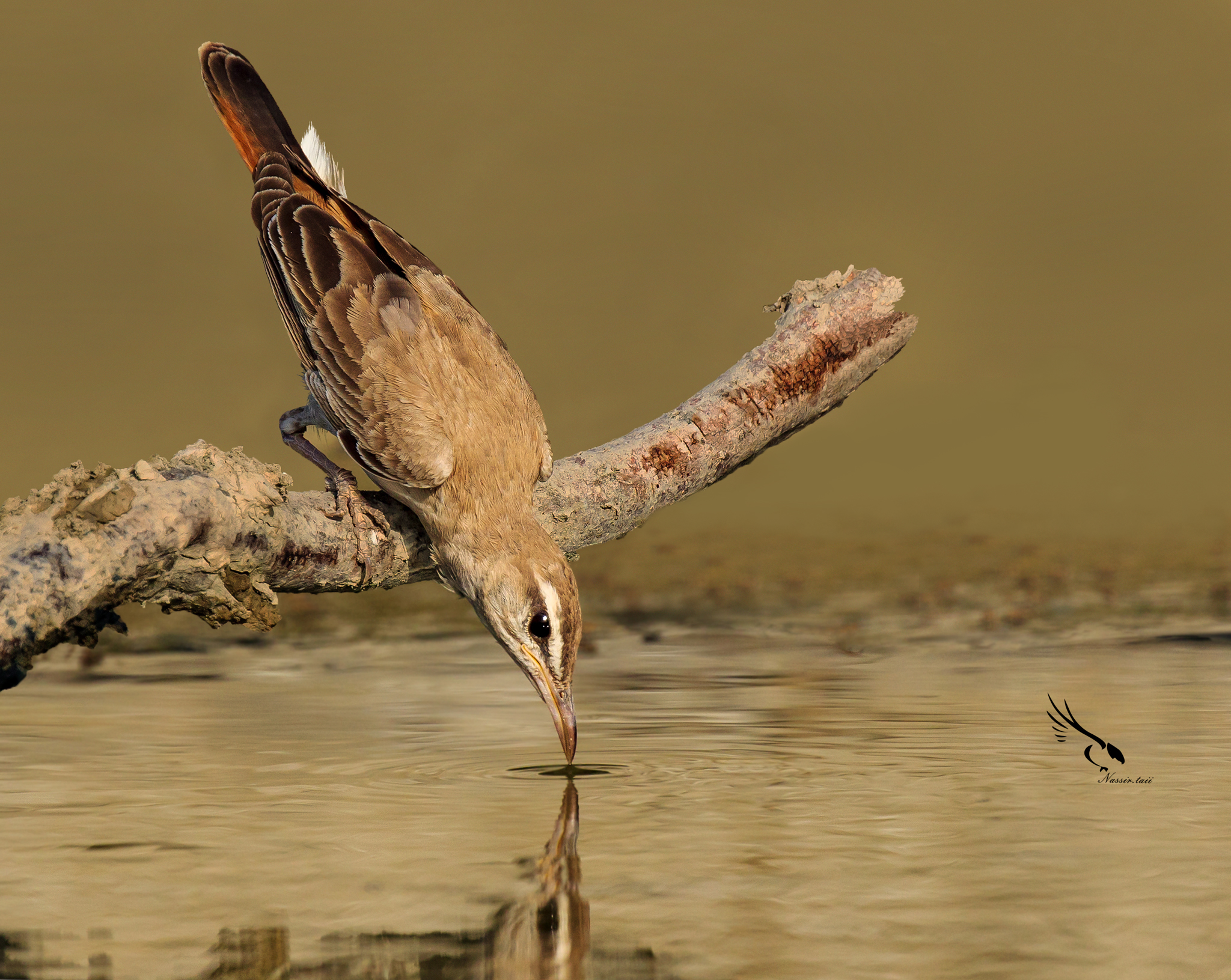 Zitting Cisticola