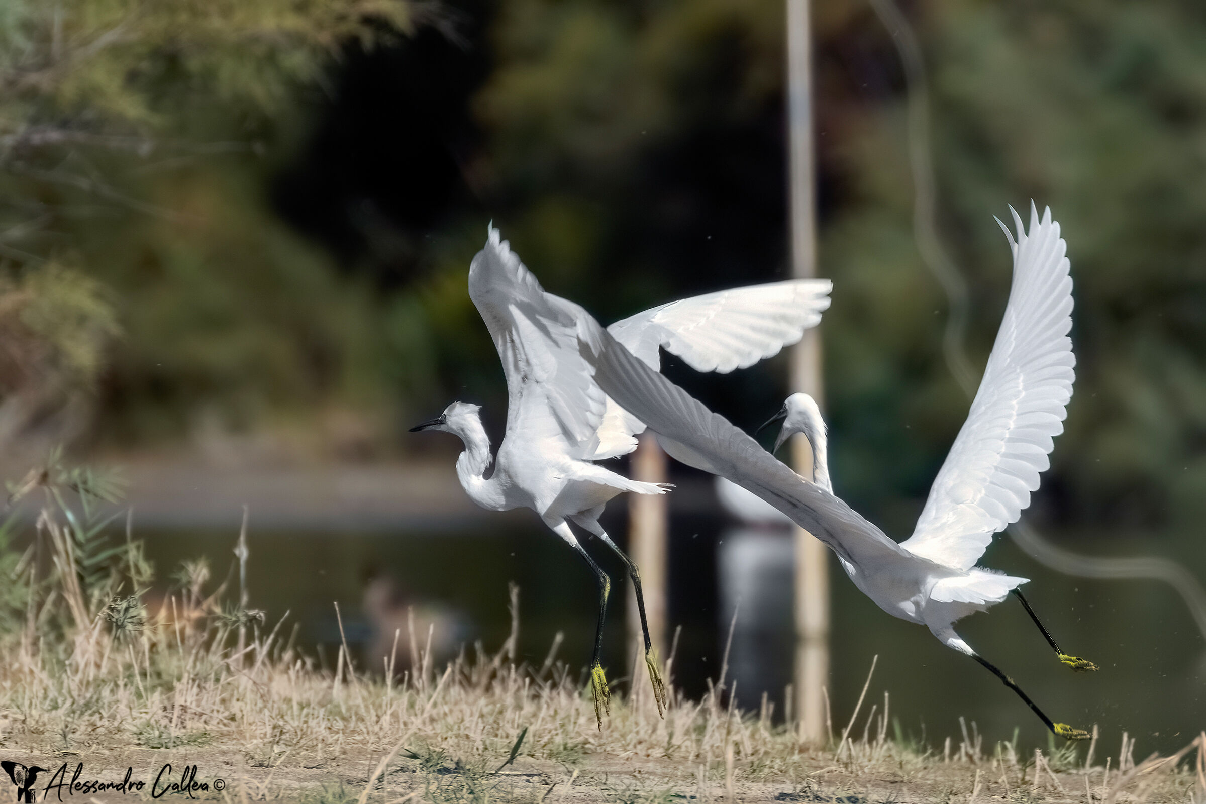 C'è chi scappa e chi rincorre...