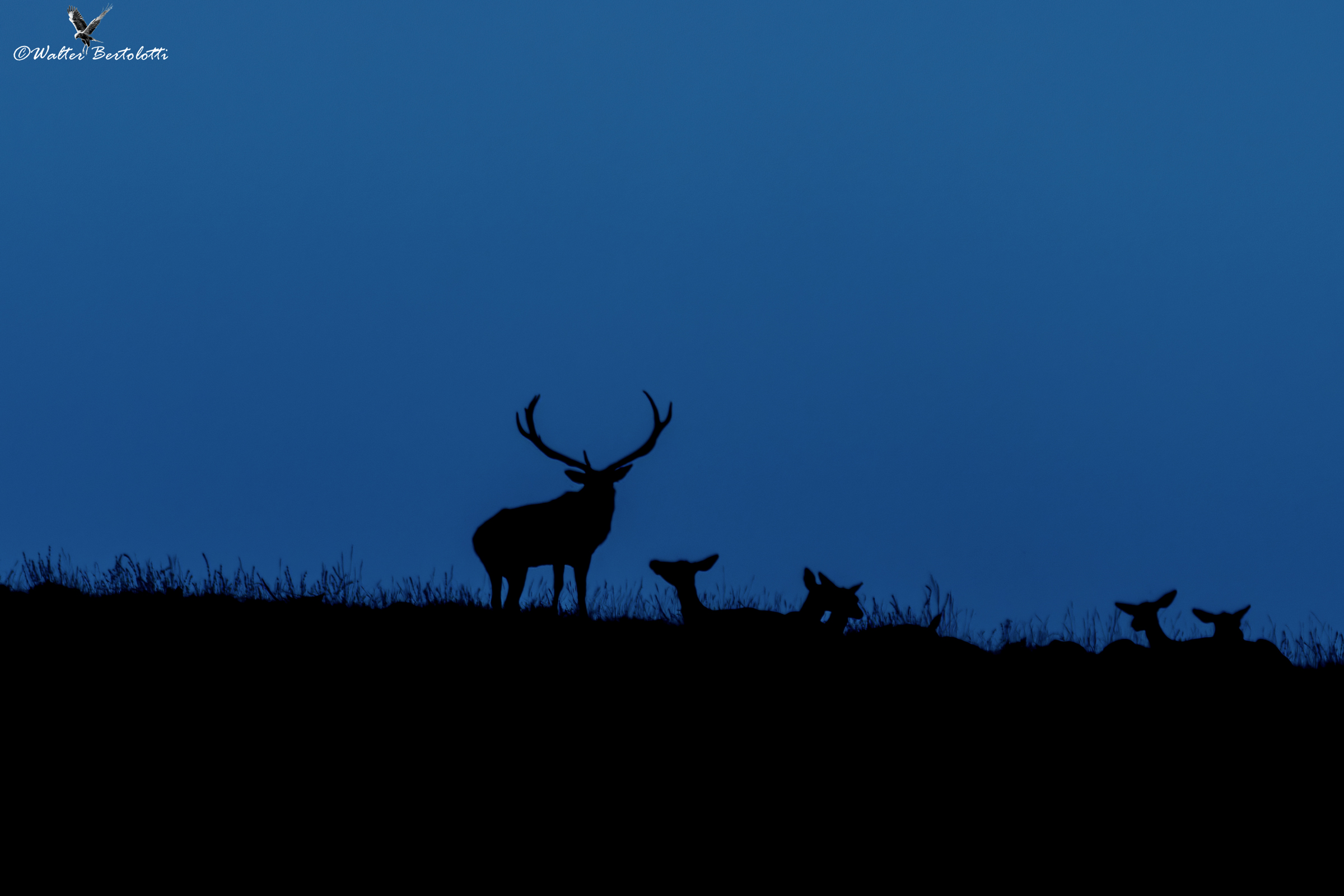 twilight over the kingdom