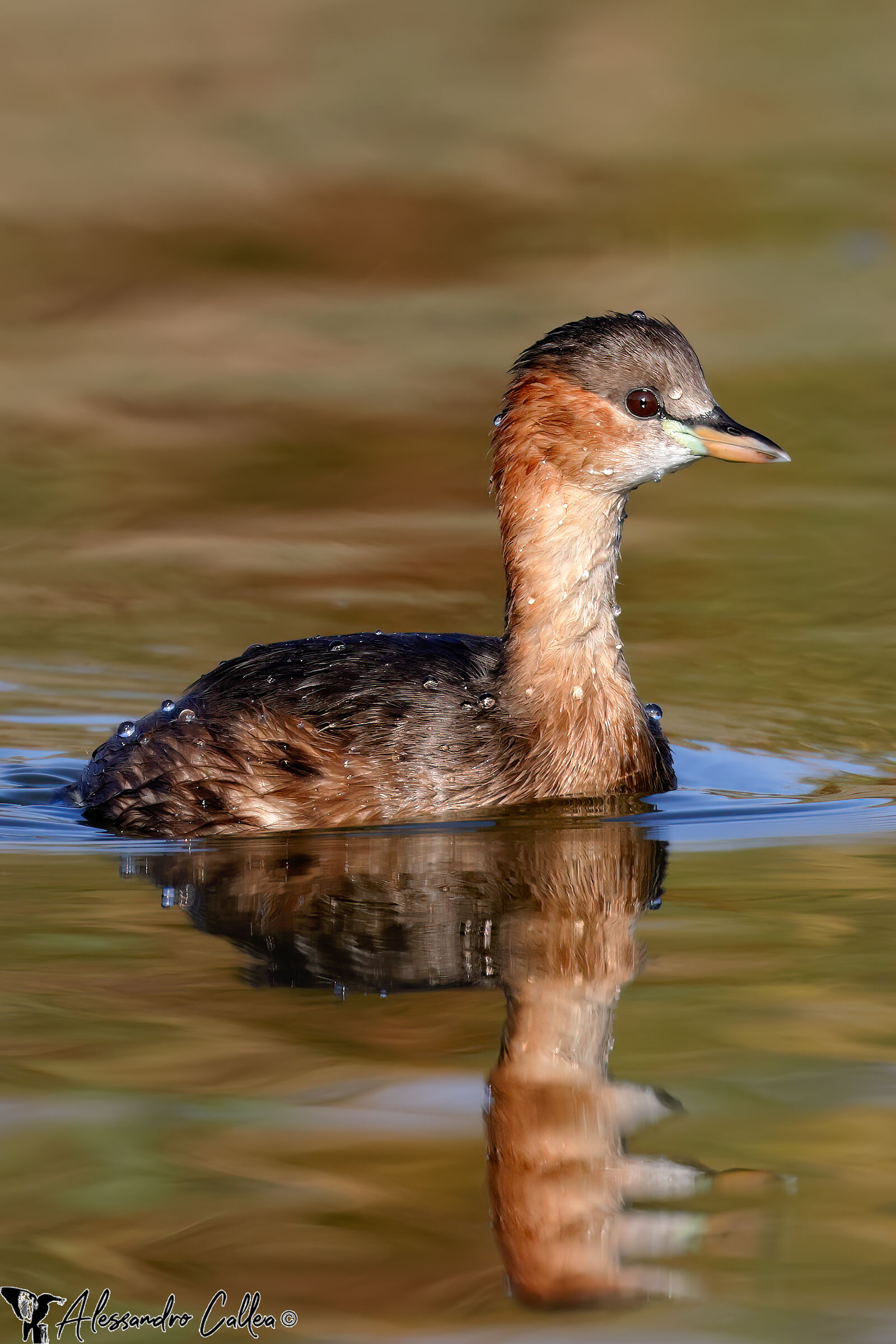Lui si che se lo gode questo bel Sole...