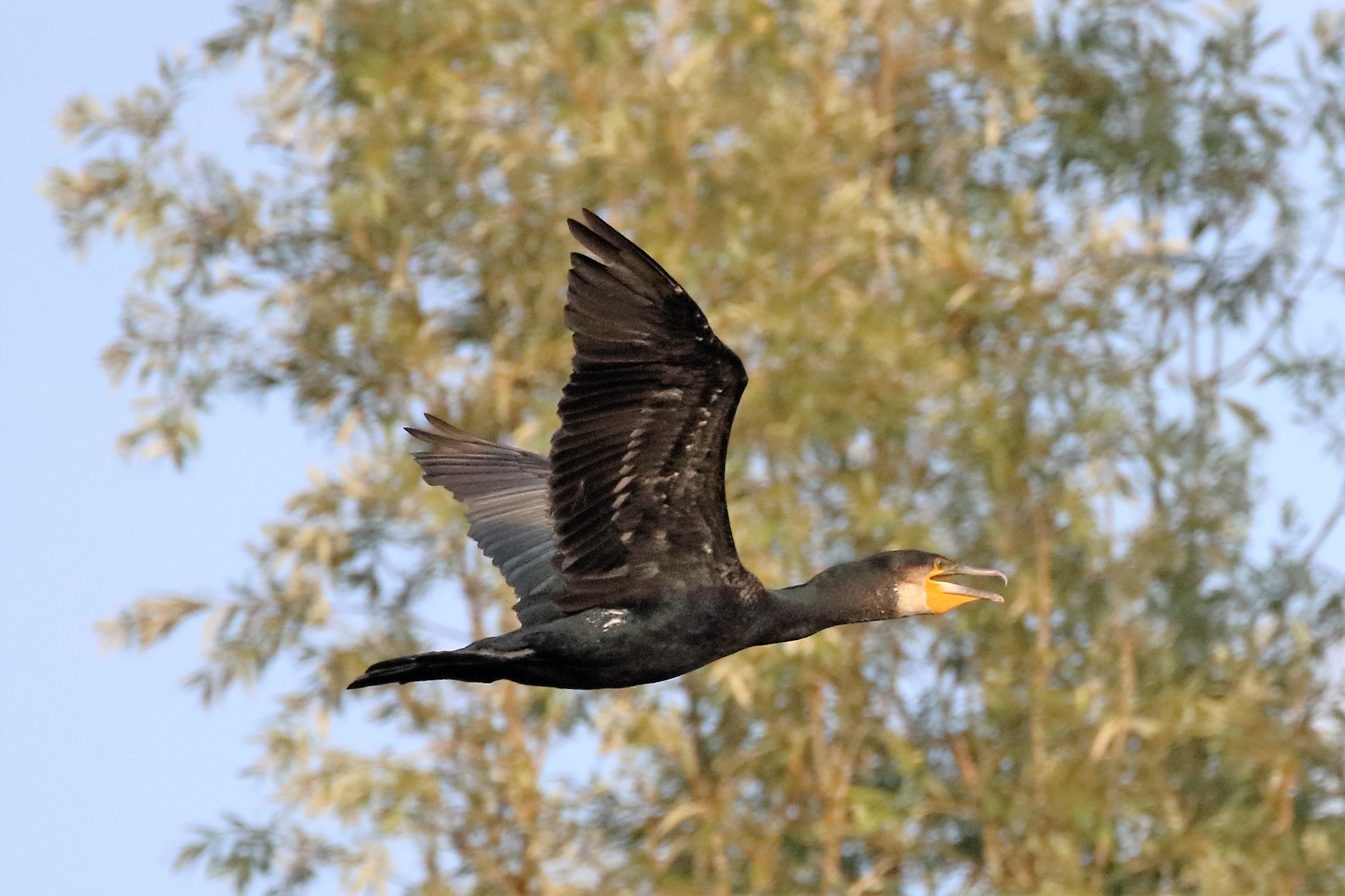 Cormorant