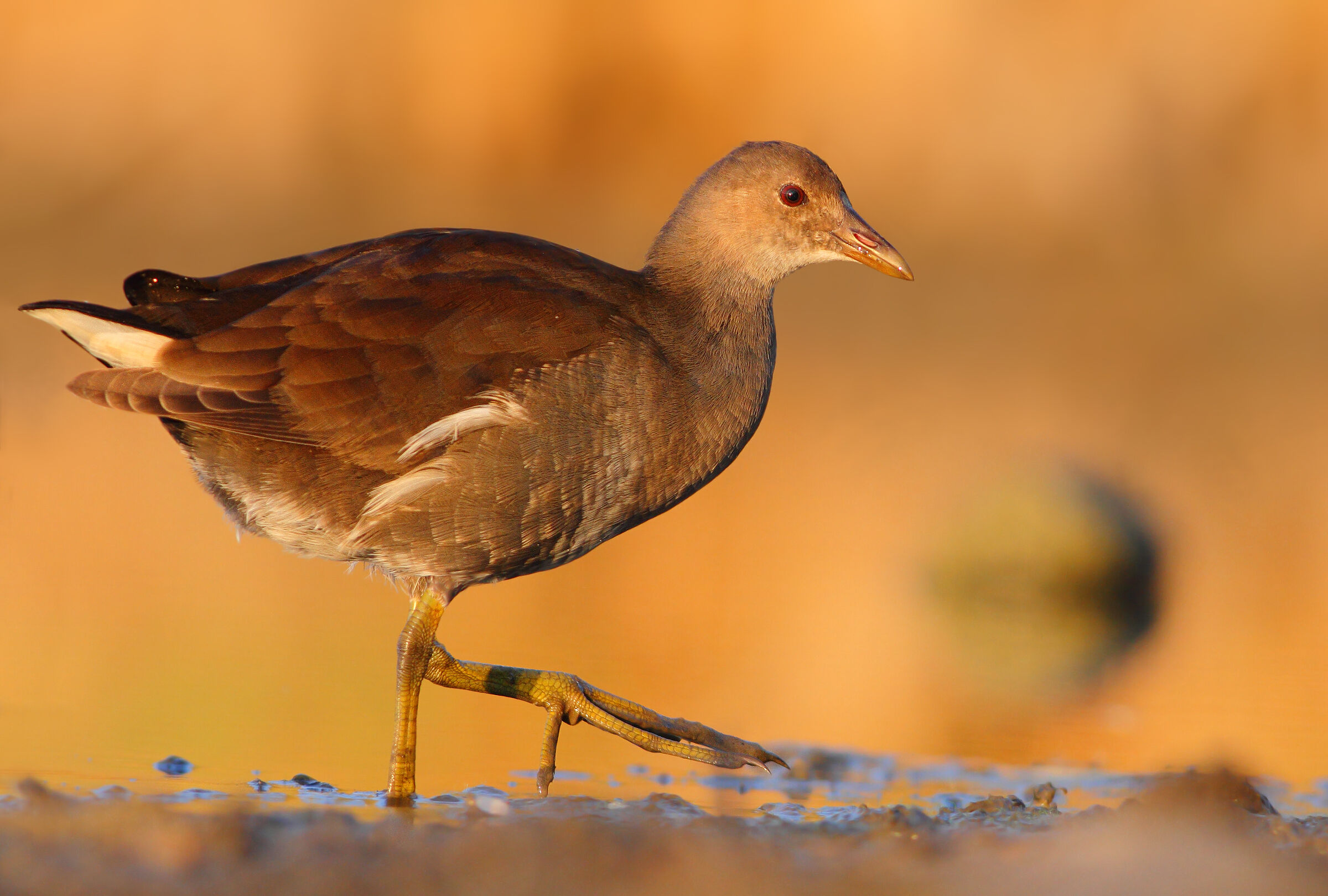 Gallinella d'acqua