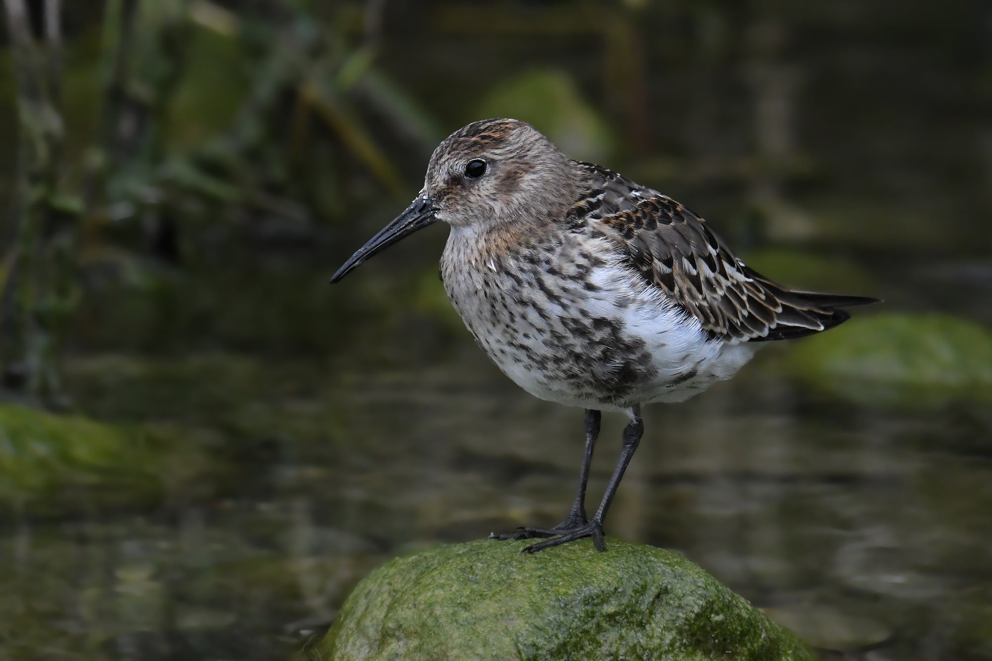 Piovanrllo pancianera