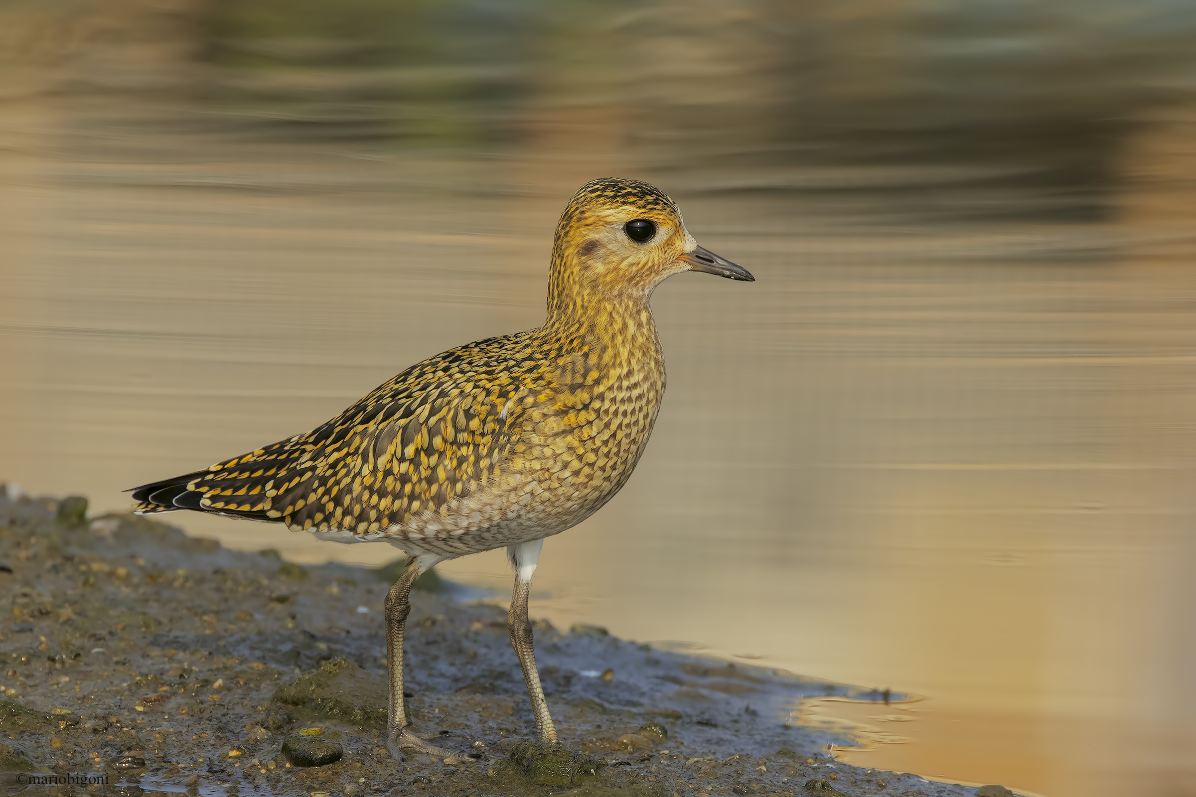 Golden Plover