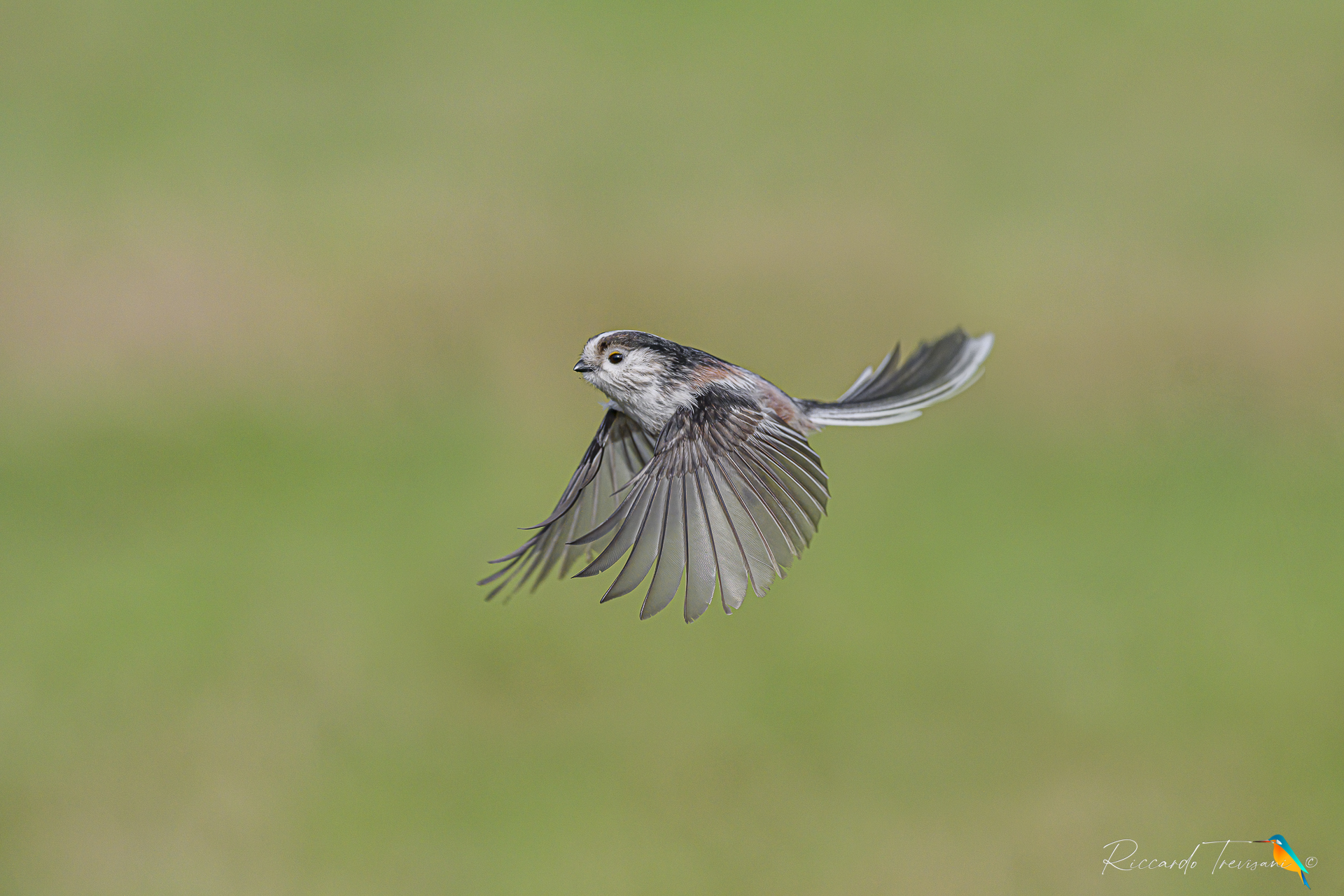 codibugnolo on the fly
