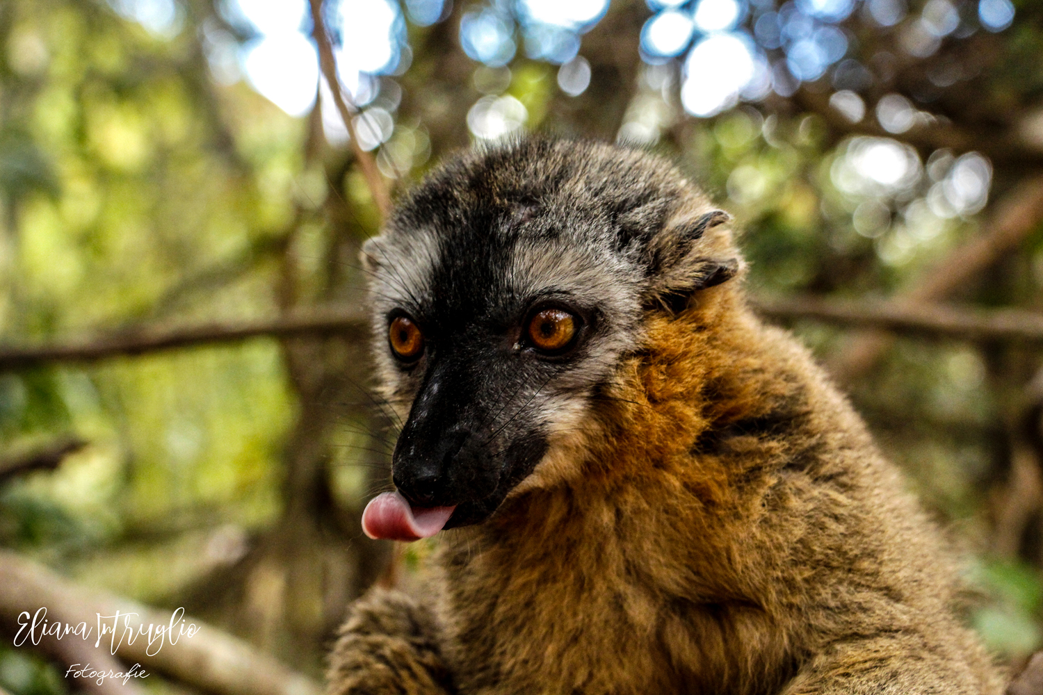 The grimace of the lemur