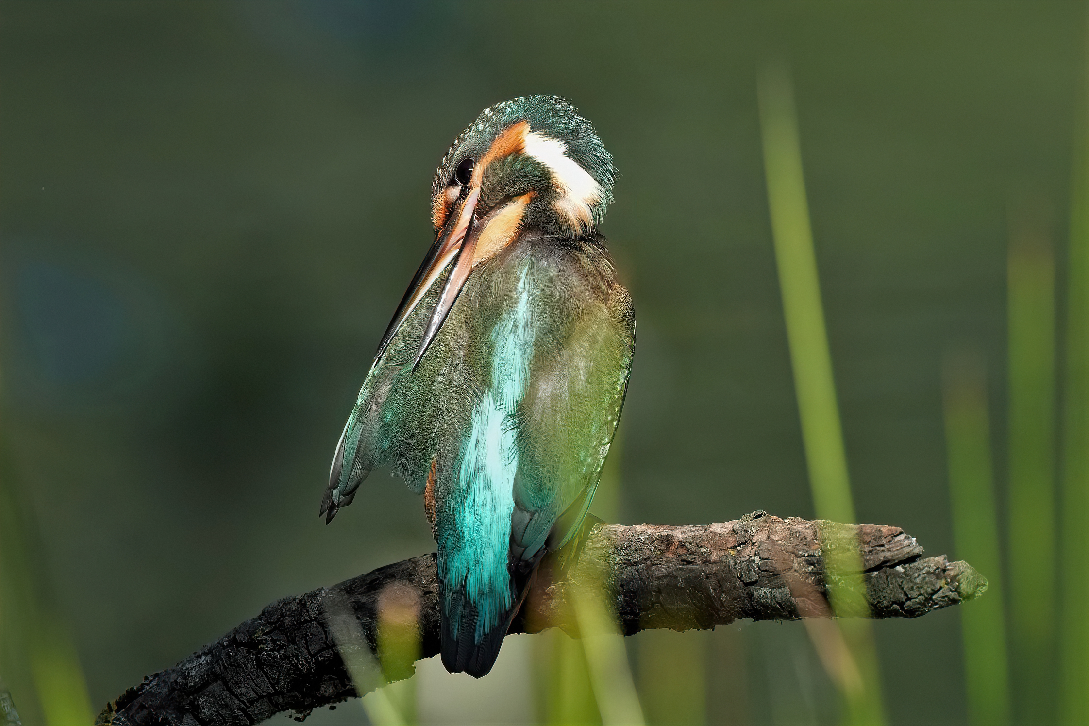 kingfisher