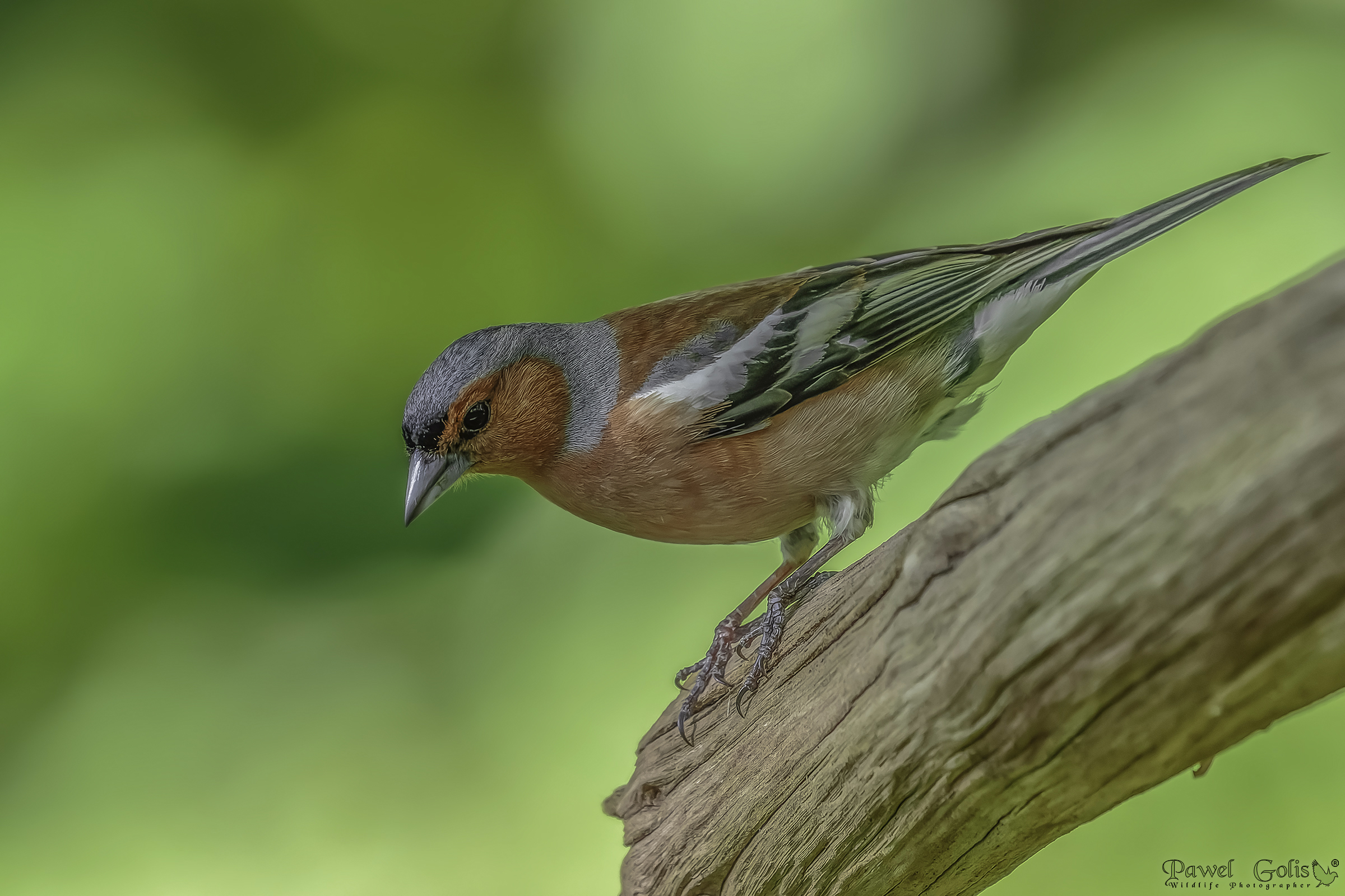 Fringuello comune (Fringilla coelebs)