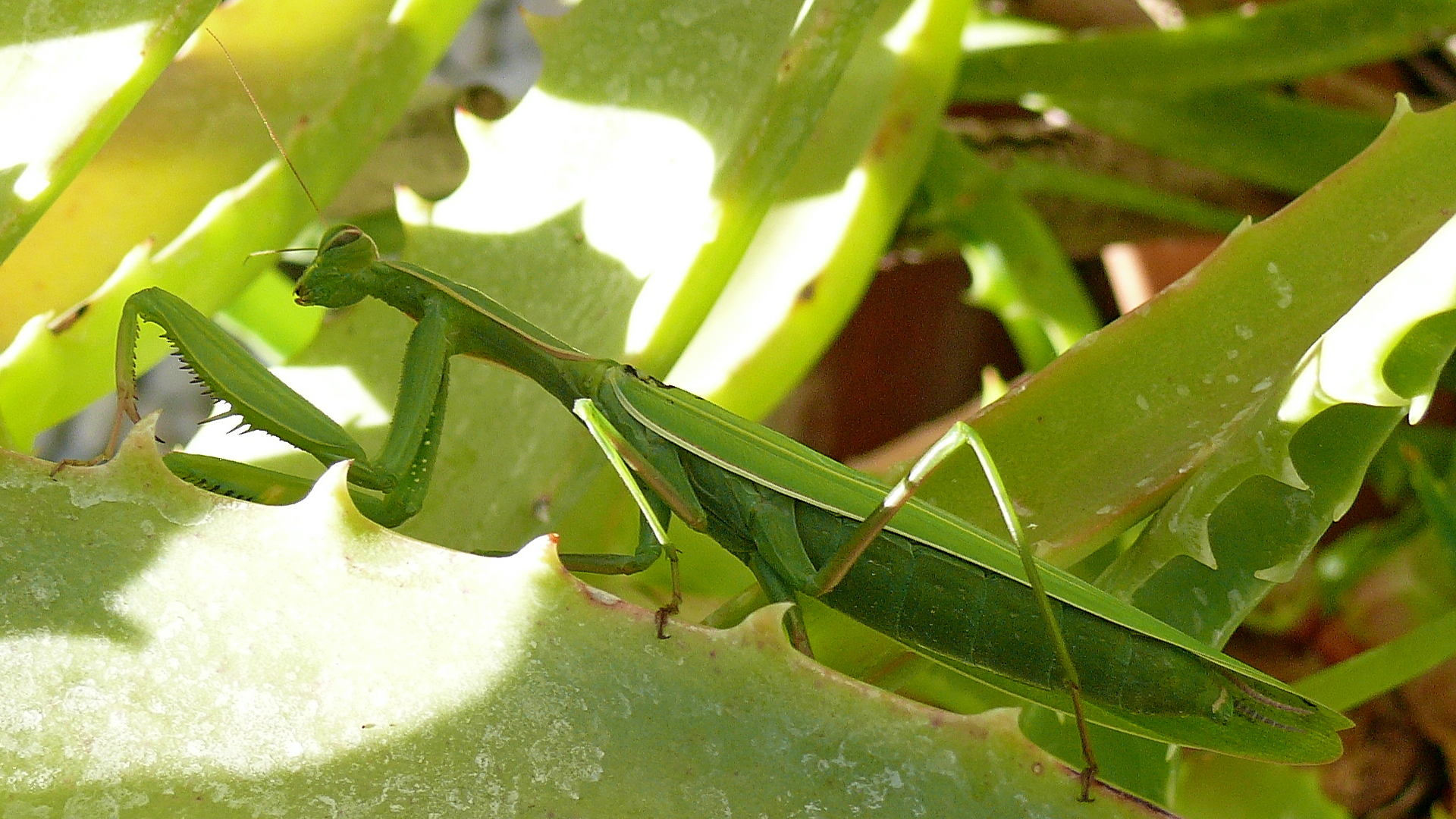 Mantis 1