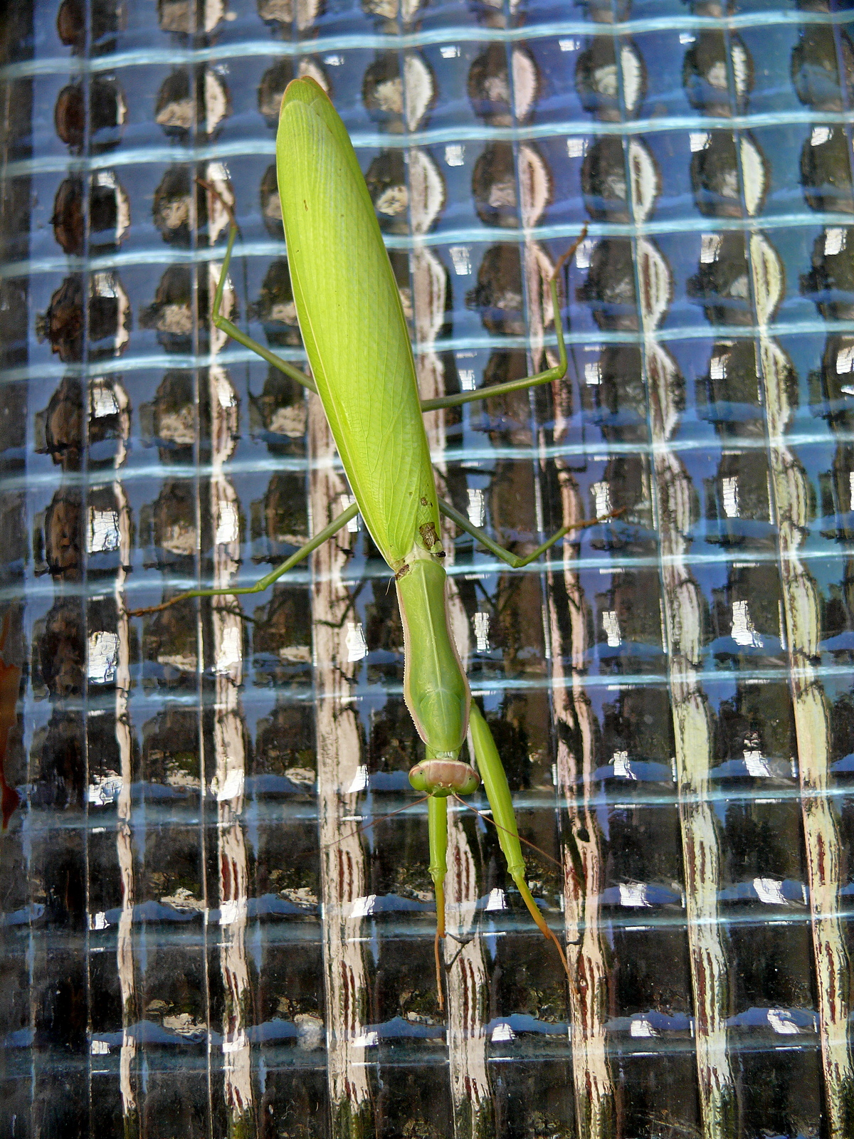 Mantis 2