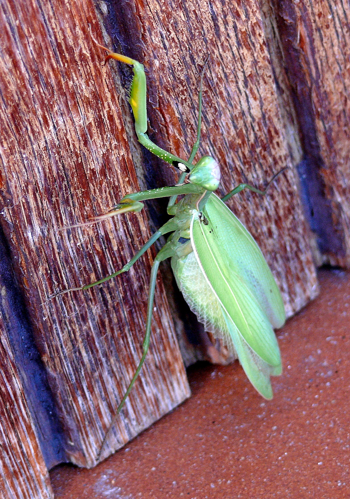 Mantis 3