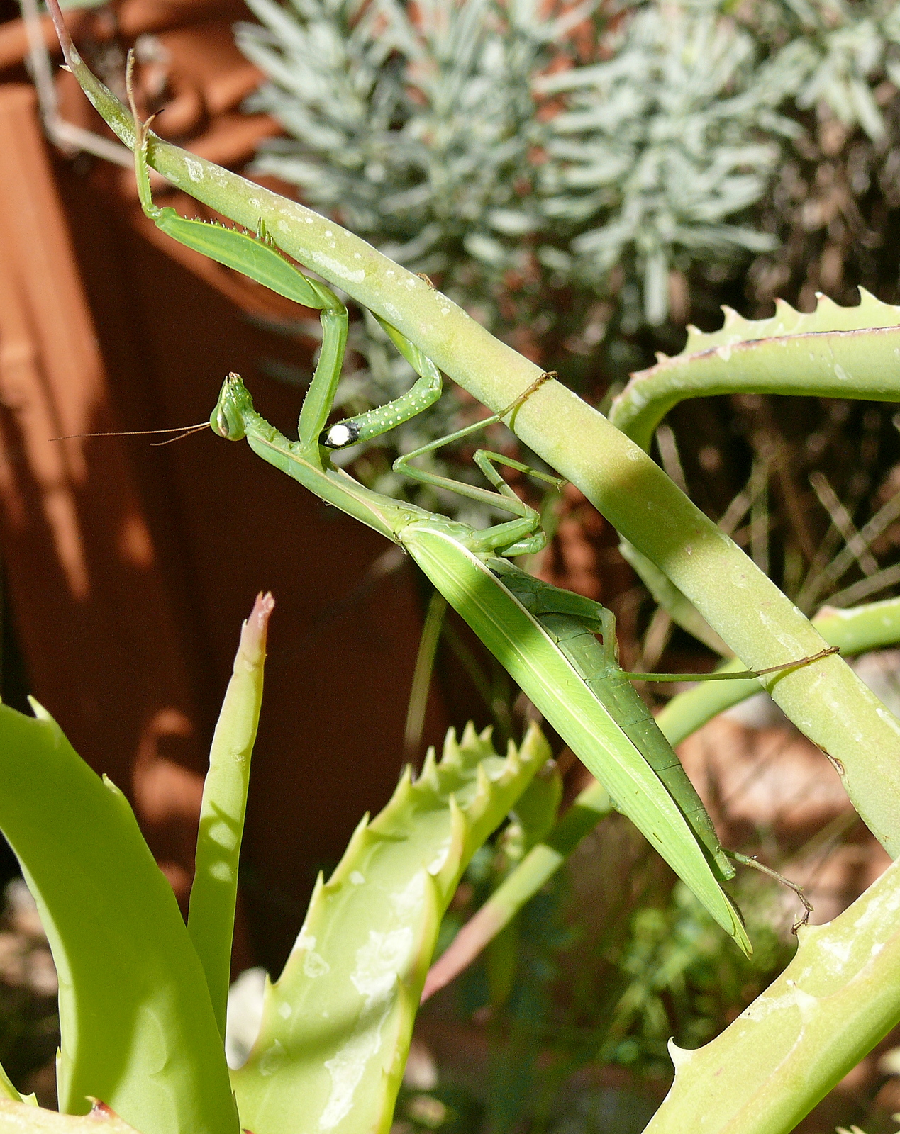 Mantis 9