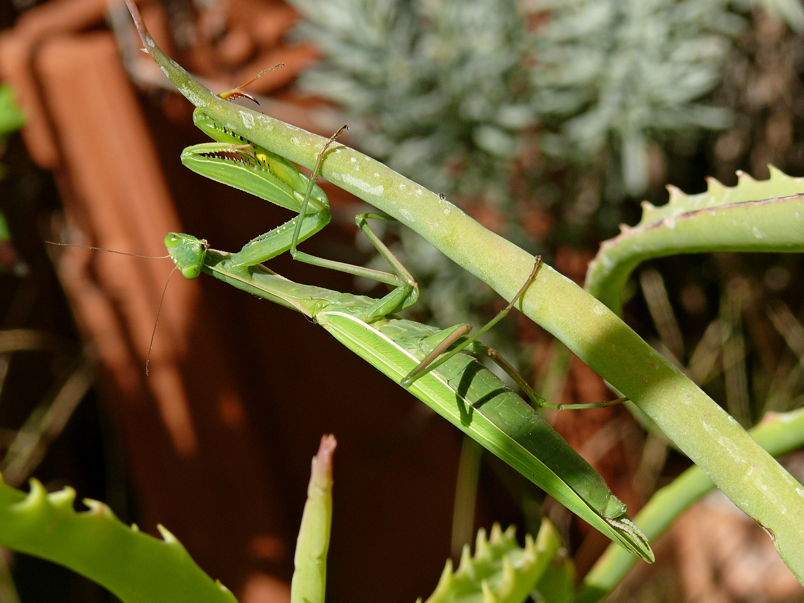 Mantis 11
