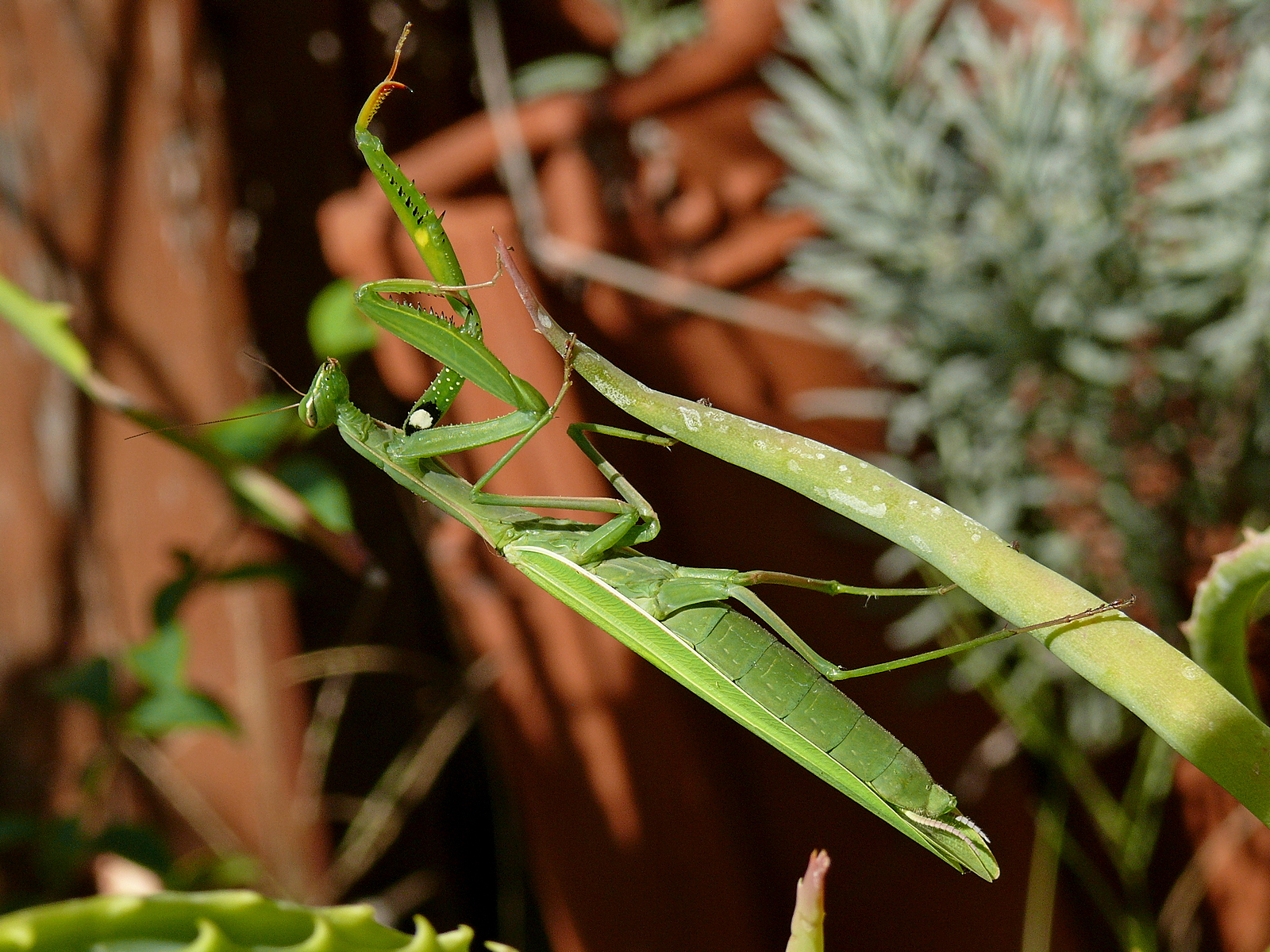 Mantis 12