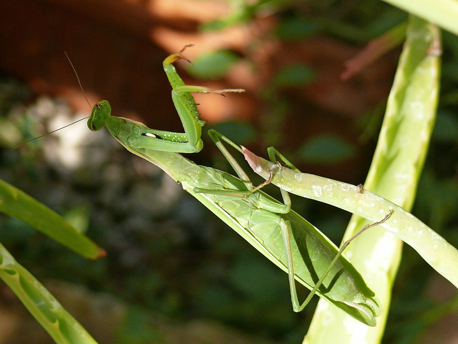 Mantis 12