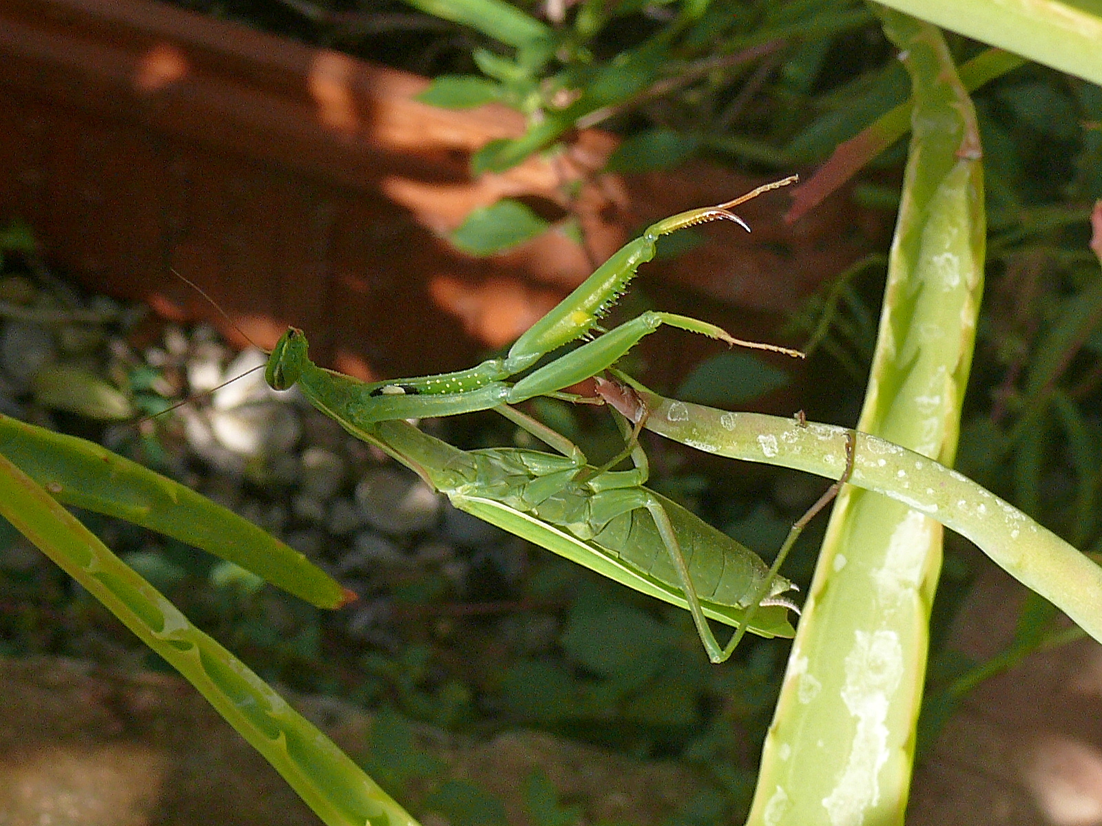 Mantis 13