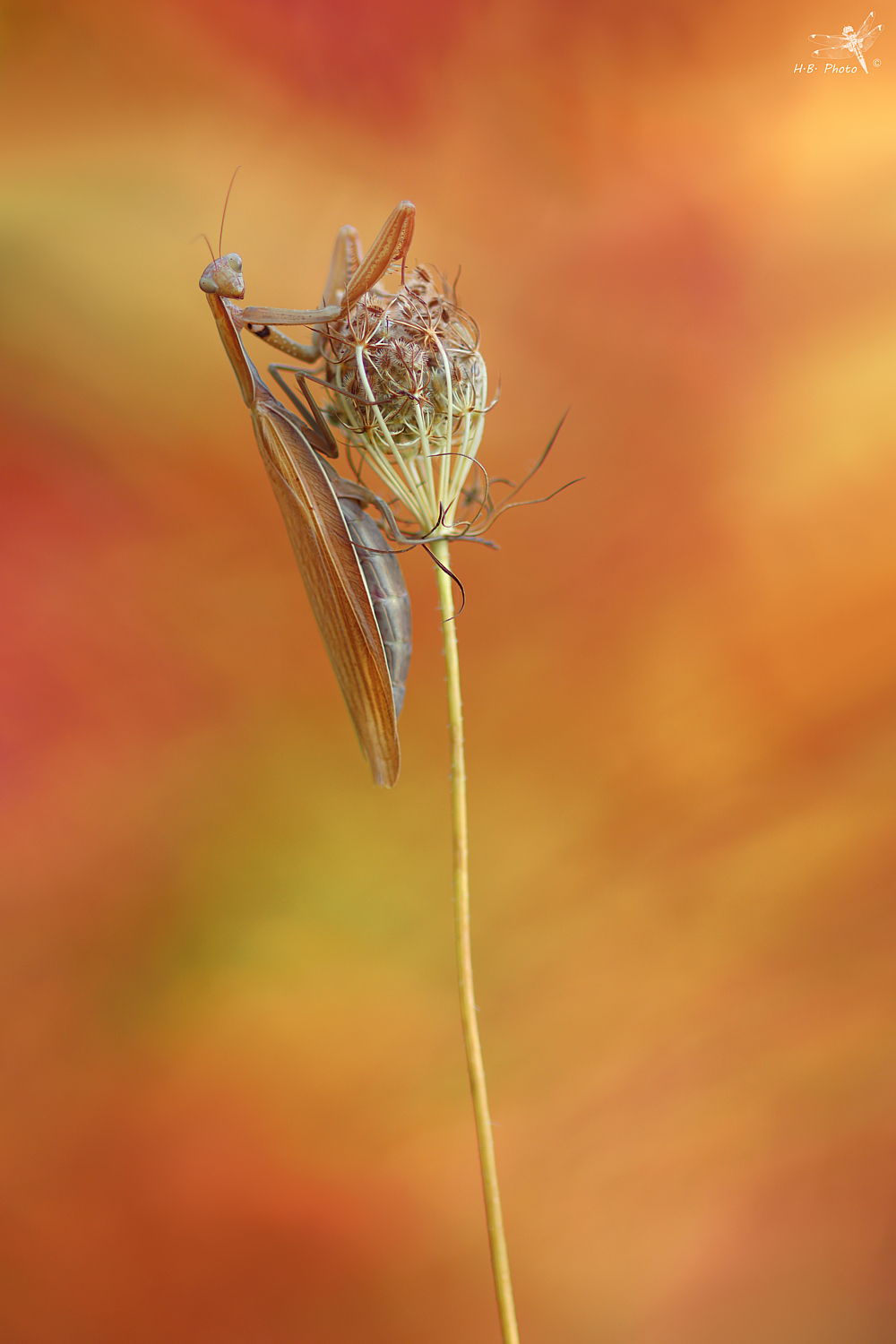Nei colori autunnali