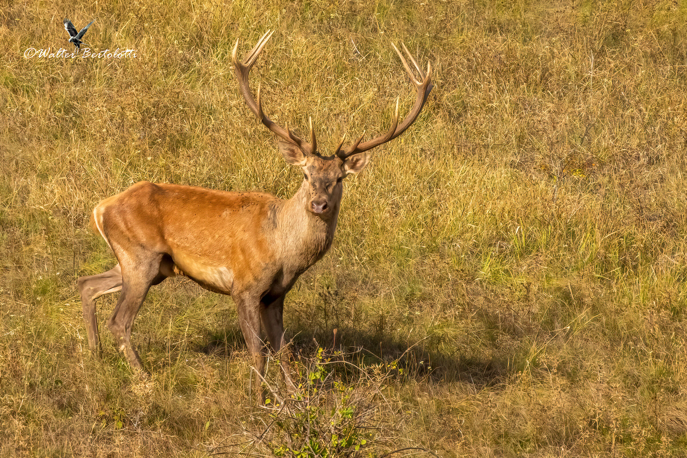 the prince of the kingdom