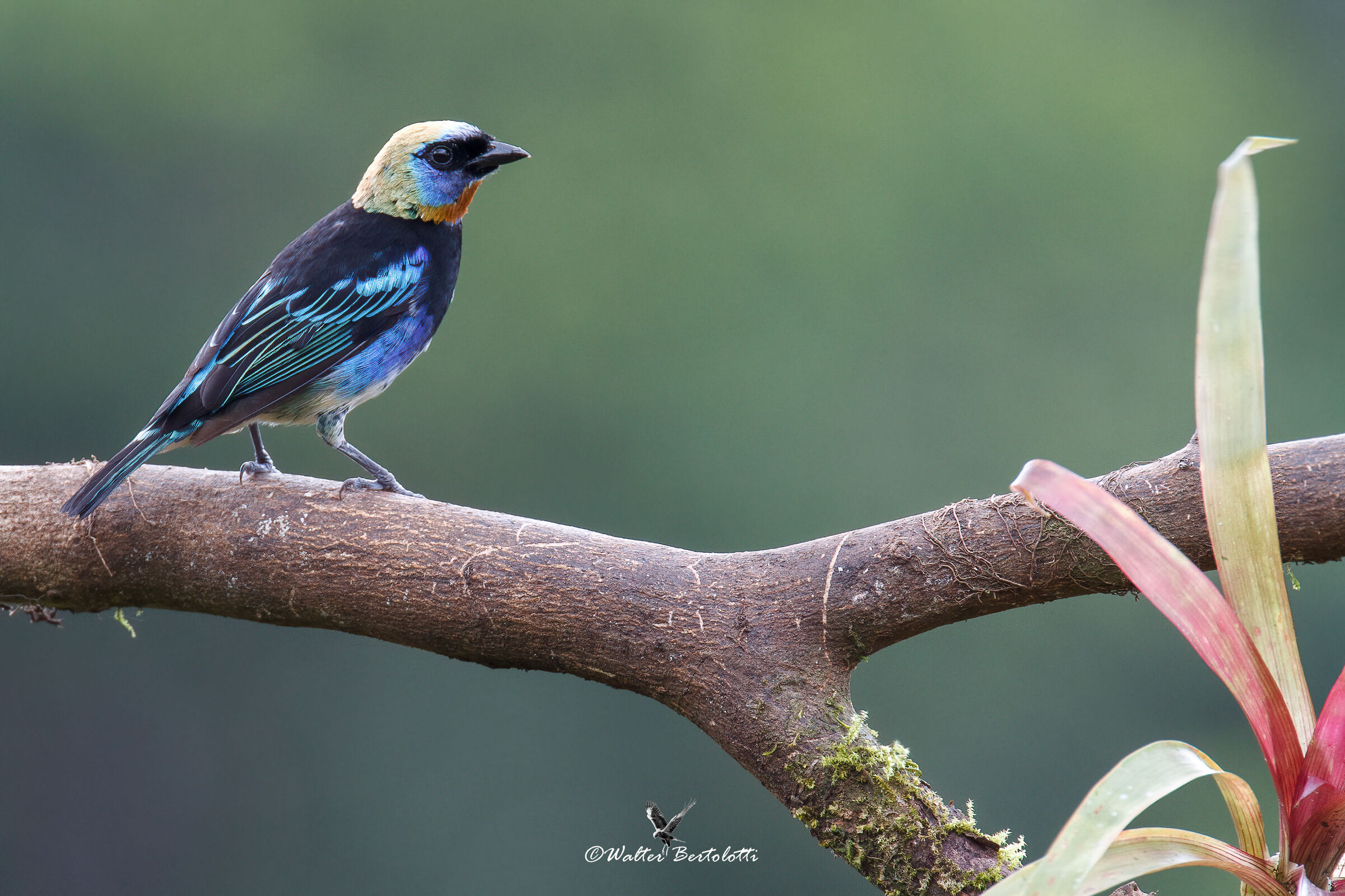 Tangara larvata