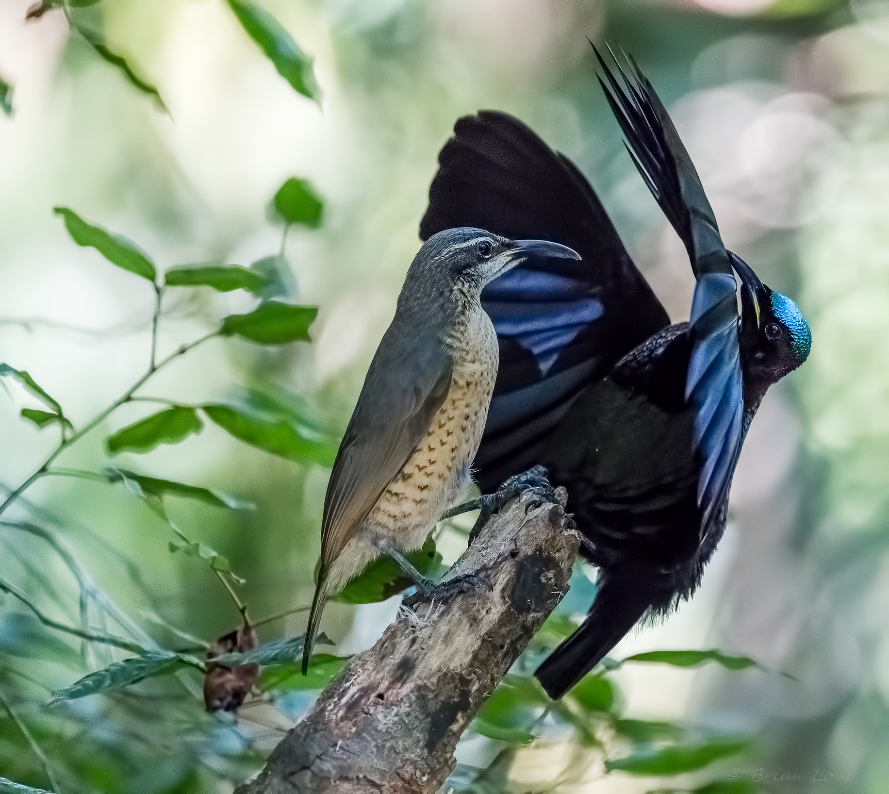 Danza degli uccelli dei fucili di Victoria