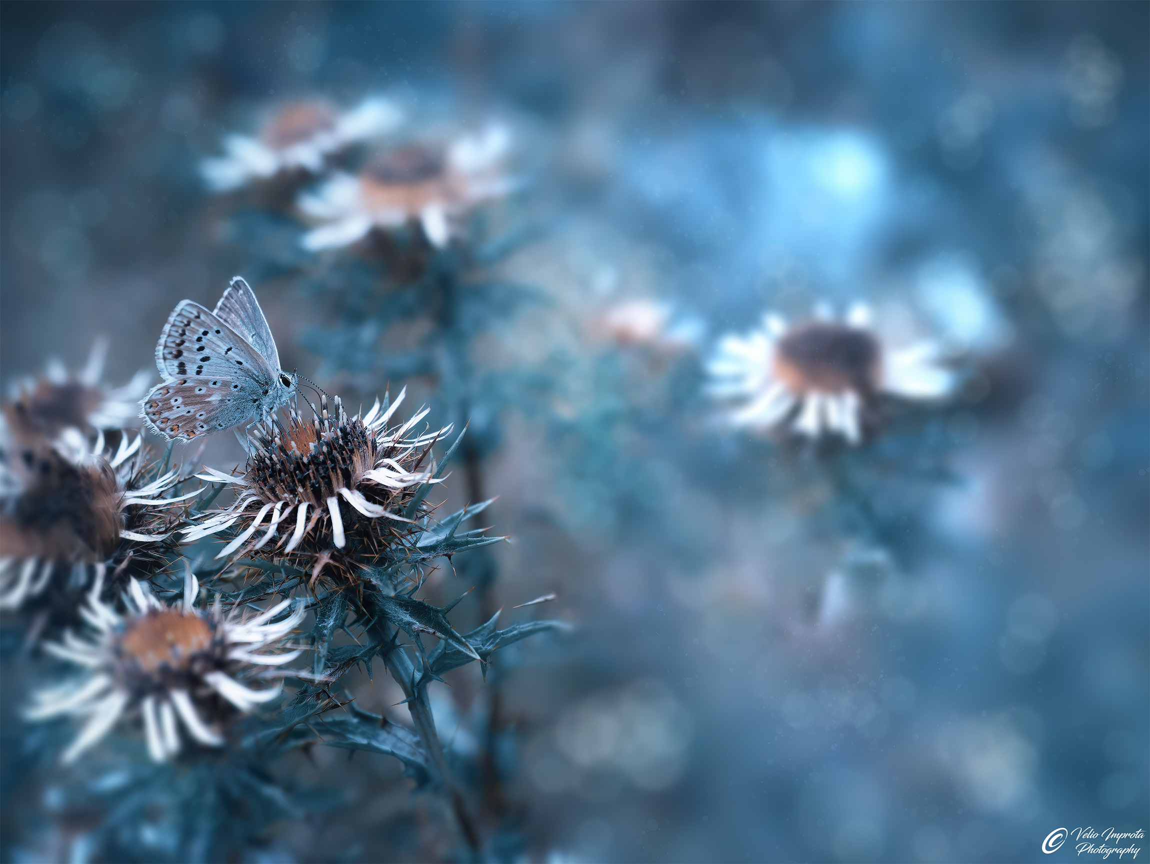 Eumedonia in cold tone