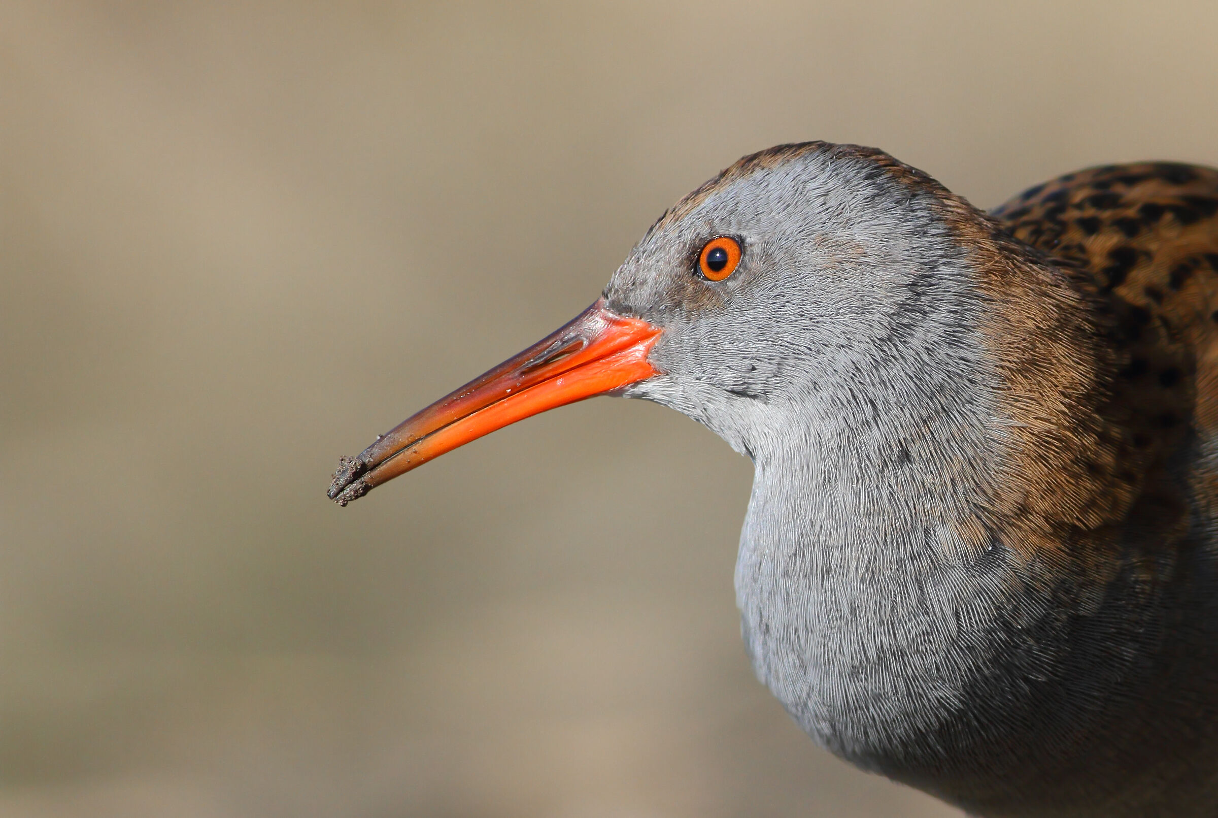Porciglione