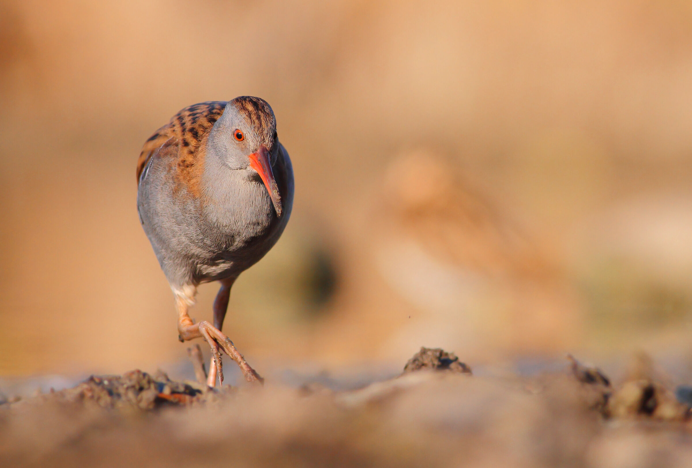 Water rail