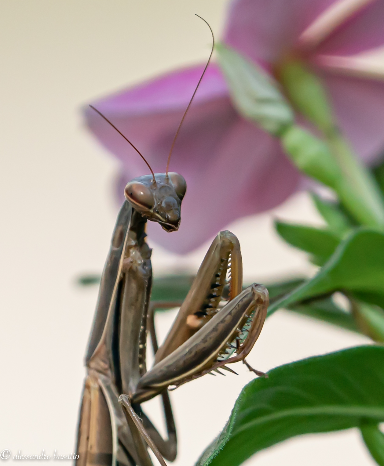 Ritratto di mantide