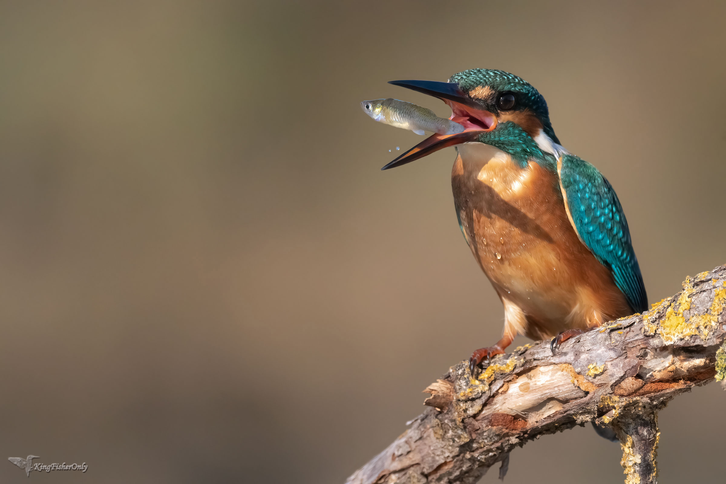 Kingfisher