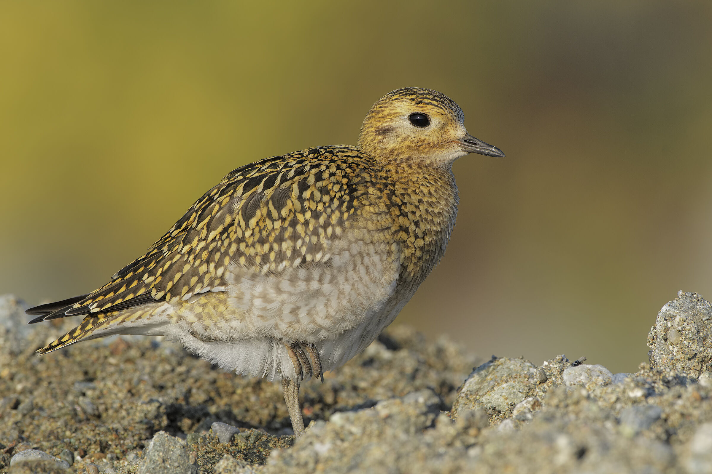 Golden Plover