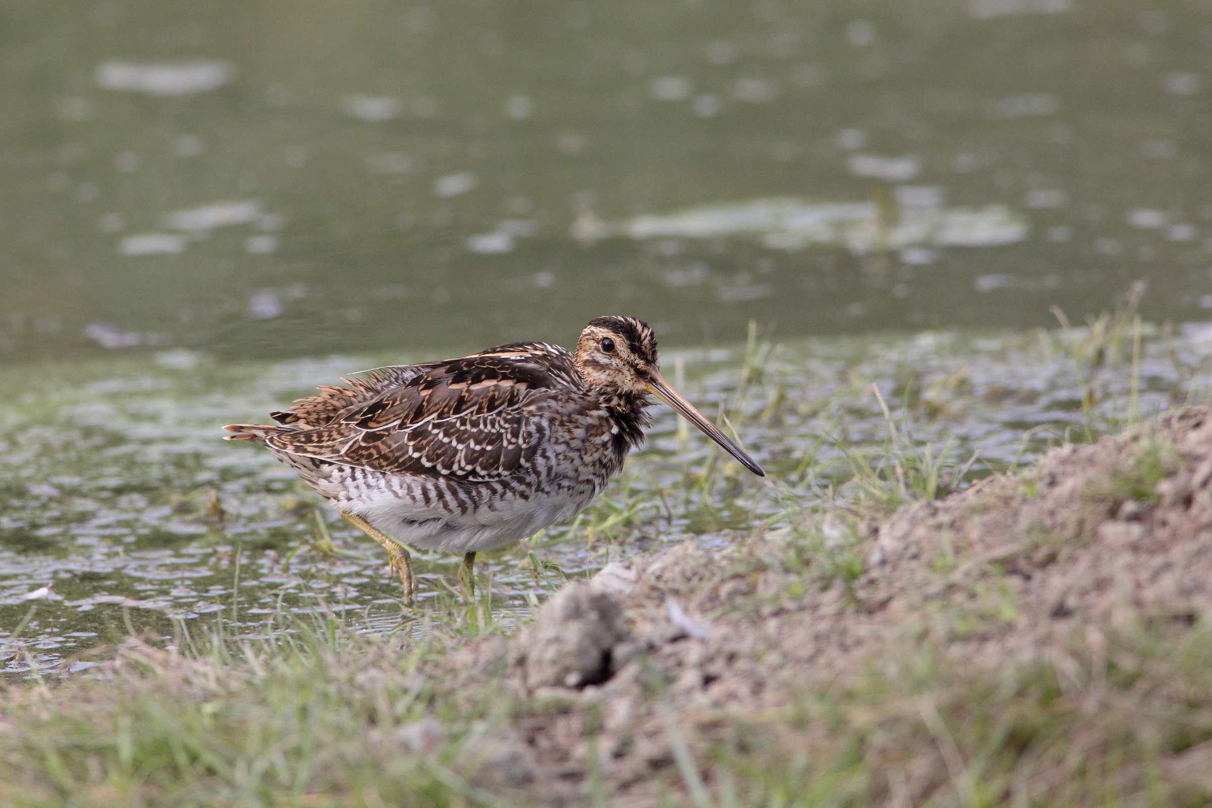 Gallinagogallinago   beccaccino