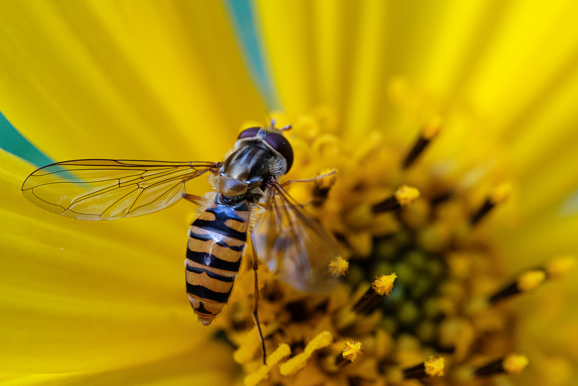 Sirfide on Jerusalem artichoke