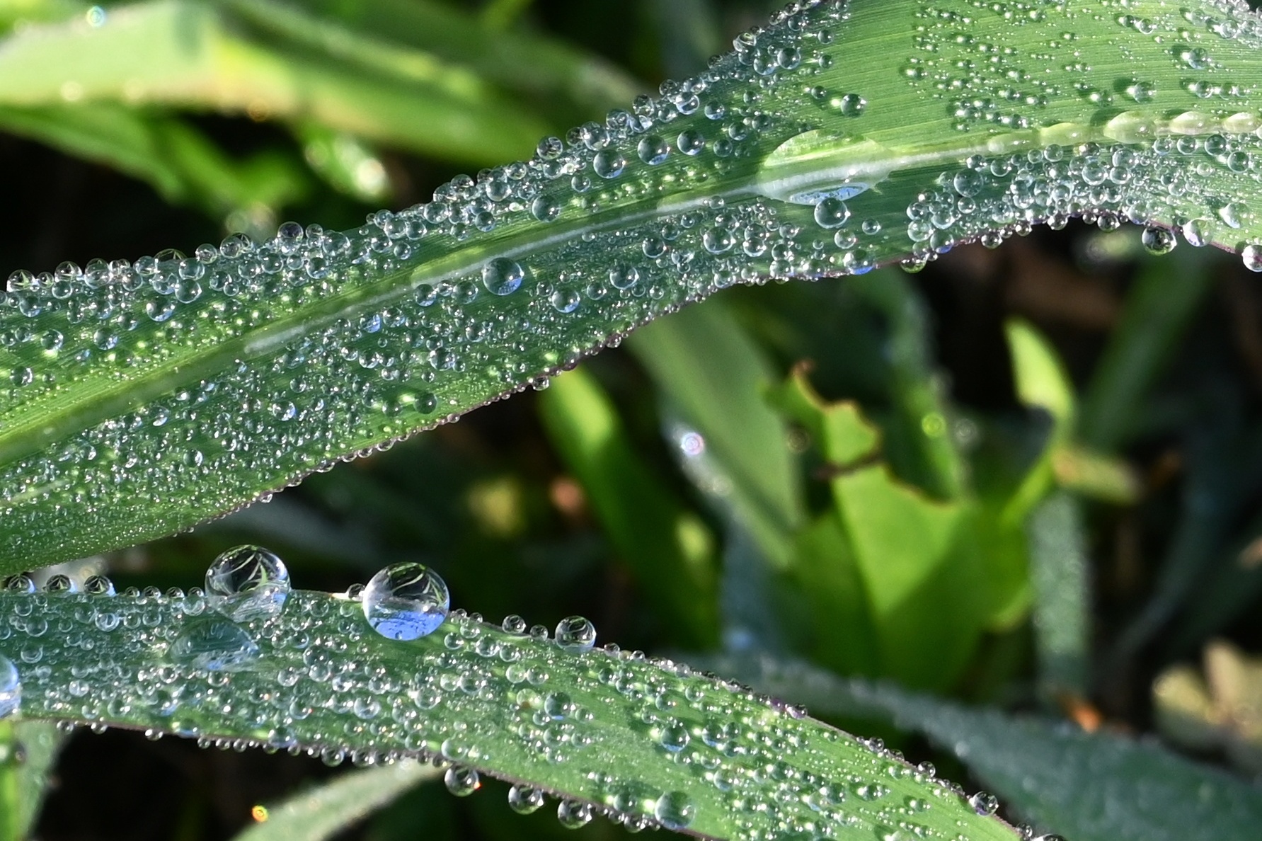 Dew 2