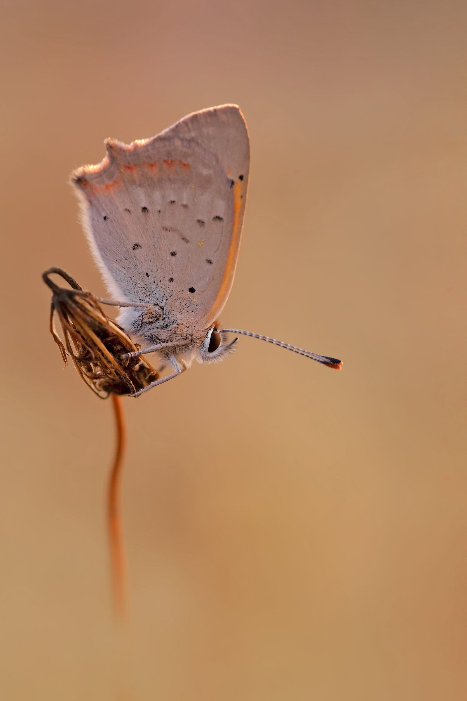 Lycaena phlaeas