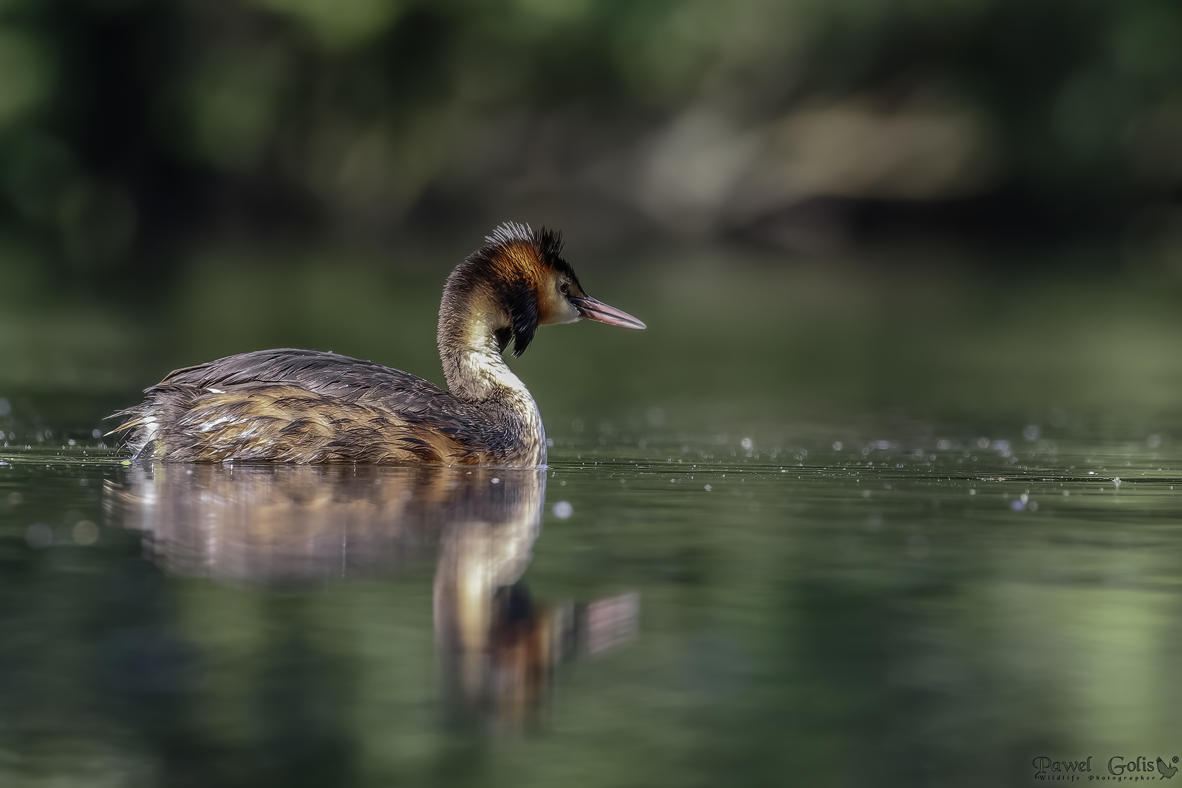 Svasso maggiore (Podiceps cristatus)